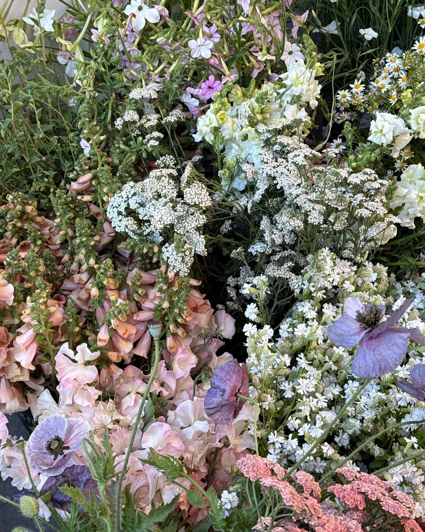 Our color palette crush this week is on crisp whites and lavender-greys with a touch of peach for @amandavidmardesign