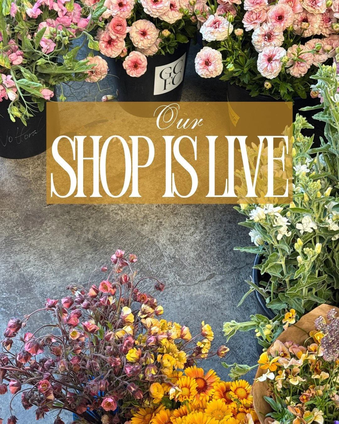 Our shop is live! Kate with @starsightfarm is back with us this season and we all feel whole again. Here is what we have in abundance this week:

COSMOS bipinnatus Kiiro - @starsightfarm
PHLOX drummondii Creme Brulee - @pucksgarden
PISTACIA vera (Pis