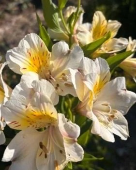 ALSTROEMERIA aurantiaca