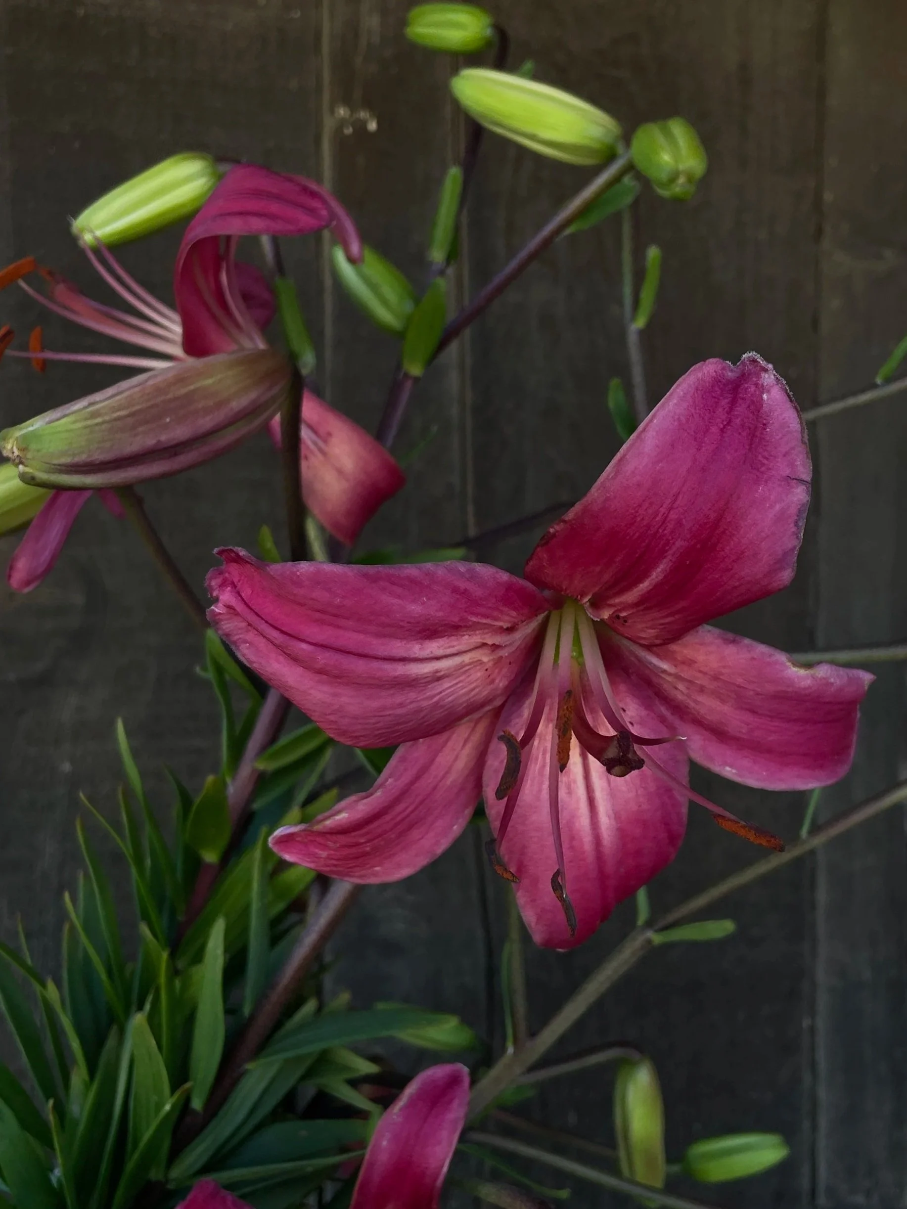 LILIUM lancifolium Pink