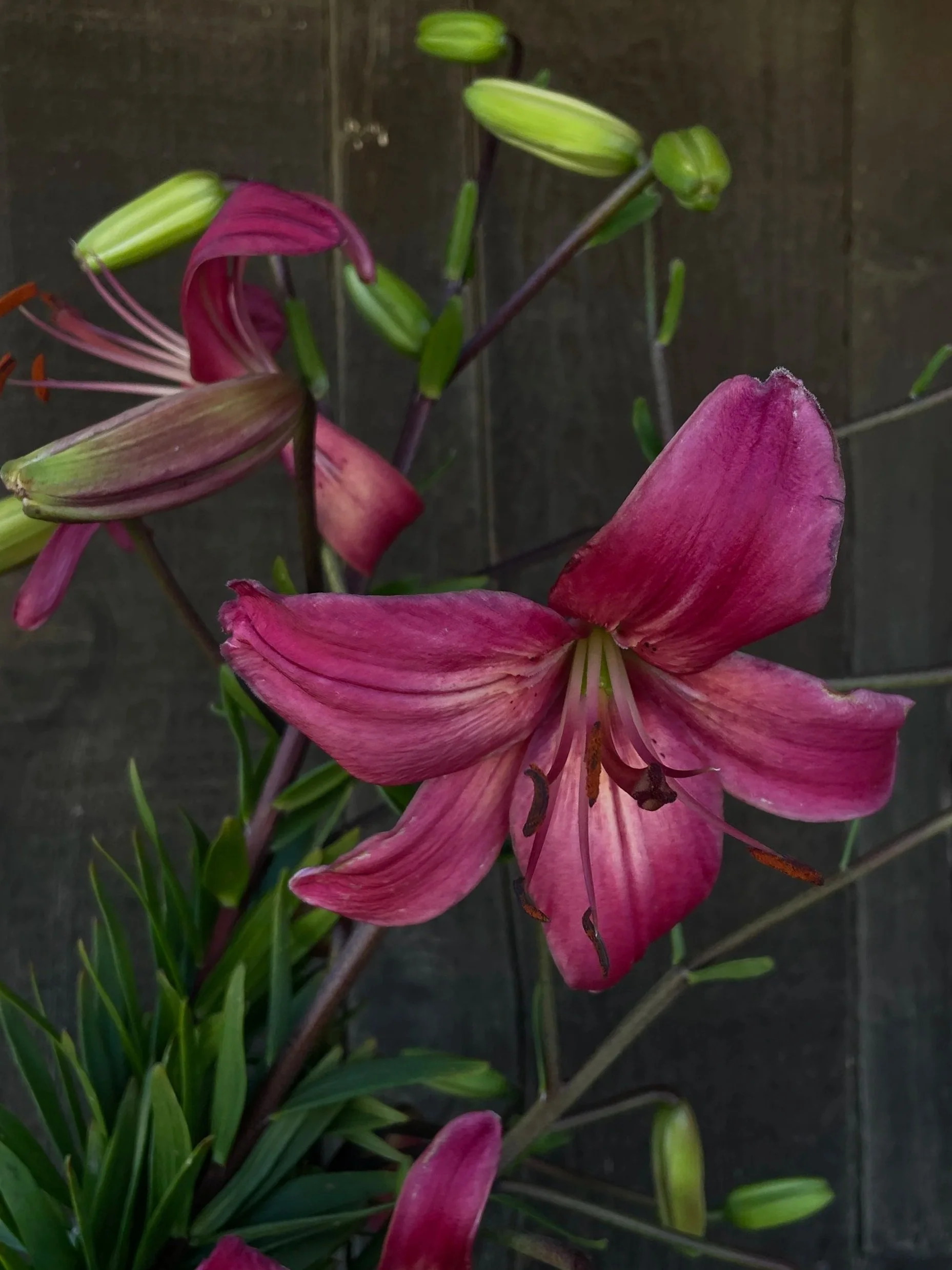 LILIUM lancifolium Pink