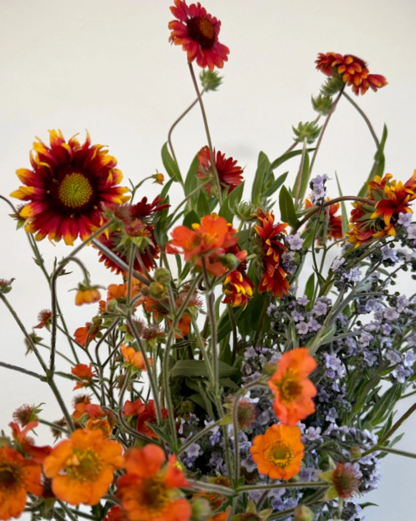 Our color palette crush this week is this little match made in heaven: fiery reds and oranges paired with cool, pale lavender.

GAILLARDIA aristata Burgundy - @deweyfarmsflowers 
GEUM coccineum Totally Tangerine - @deweyfarmsflowers &amp; @vofloralde