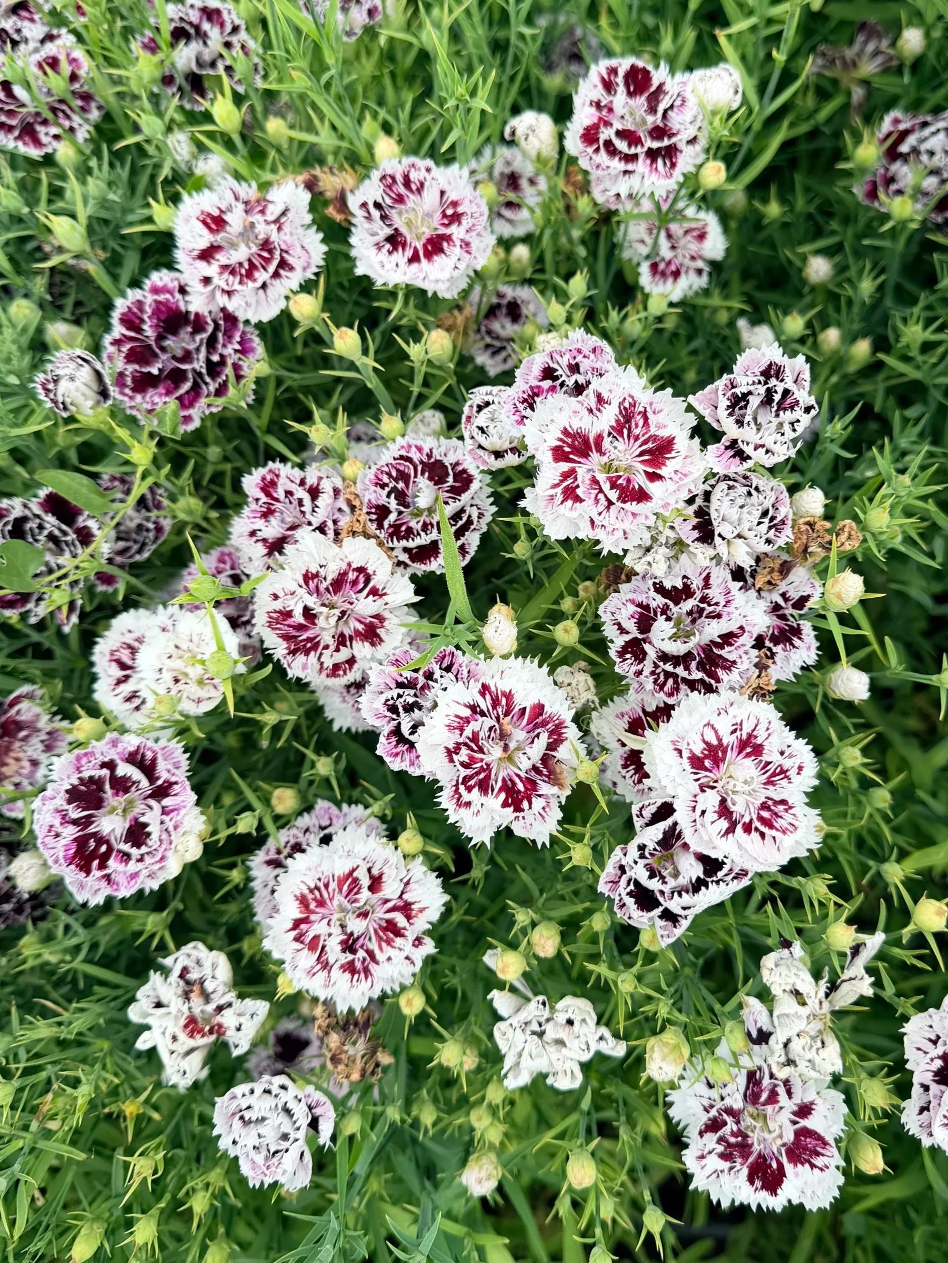 DIANTHUS chinensis heddewigii Black Velvet and Lace