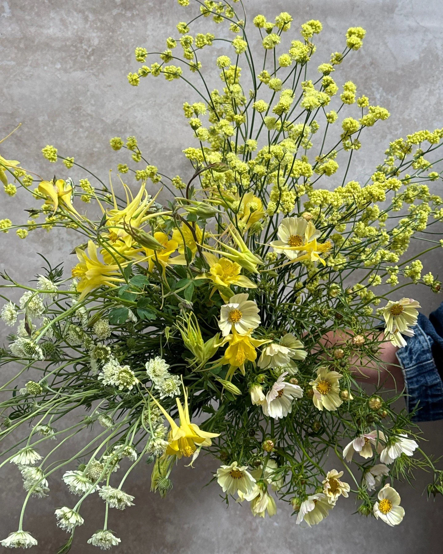 Our palette crush this week is on all things yellow!  We can't get enough of acid yellows, mellow yellows and barely-there buttercreams. 

ERIOGONUM nudum Ella Nelsons Yellow - @pucksgarden 
AQUILEGIA chrysantha Yellow Queen - @mockingbirdflora 
SCAB
