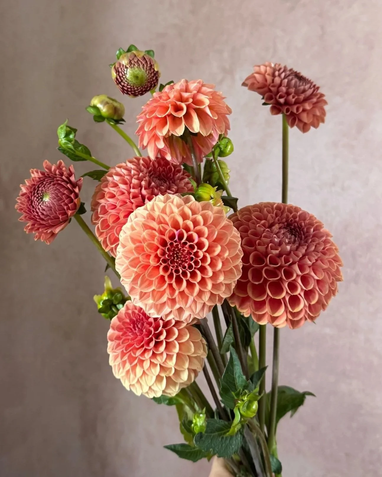 DAHLIA Rose Toscano
