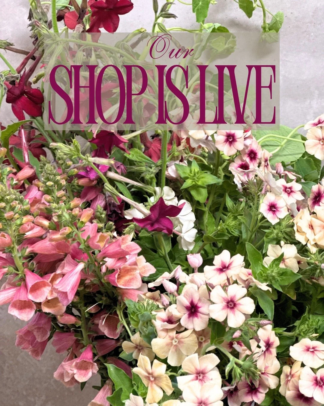 Our shop is live! 

NICOTIANA x sanderae Select Night Flight - @borrowedgarden 
PHLOX drummondii Cherry Caramel - @alcott_botanicals, @starsightfarm, @pucksgarden 
DIGITALIS hybrida Artic Fox Rose - @deweyfarmsflowers