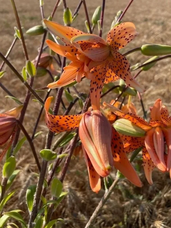 LILIUM lancifolium Flore Pleno