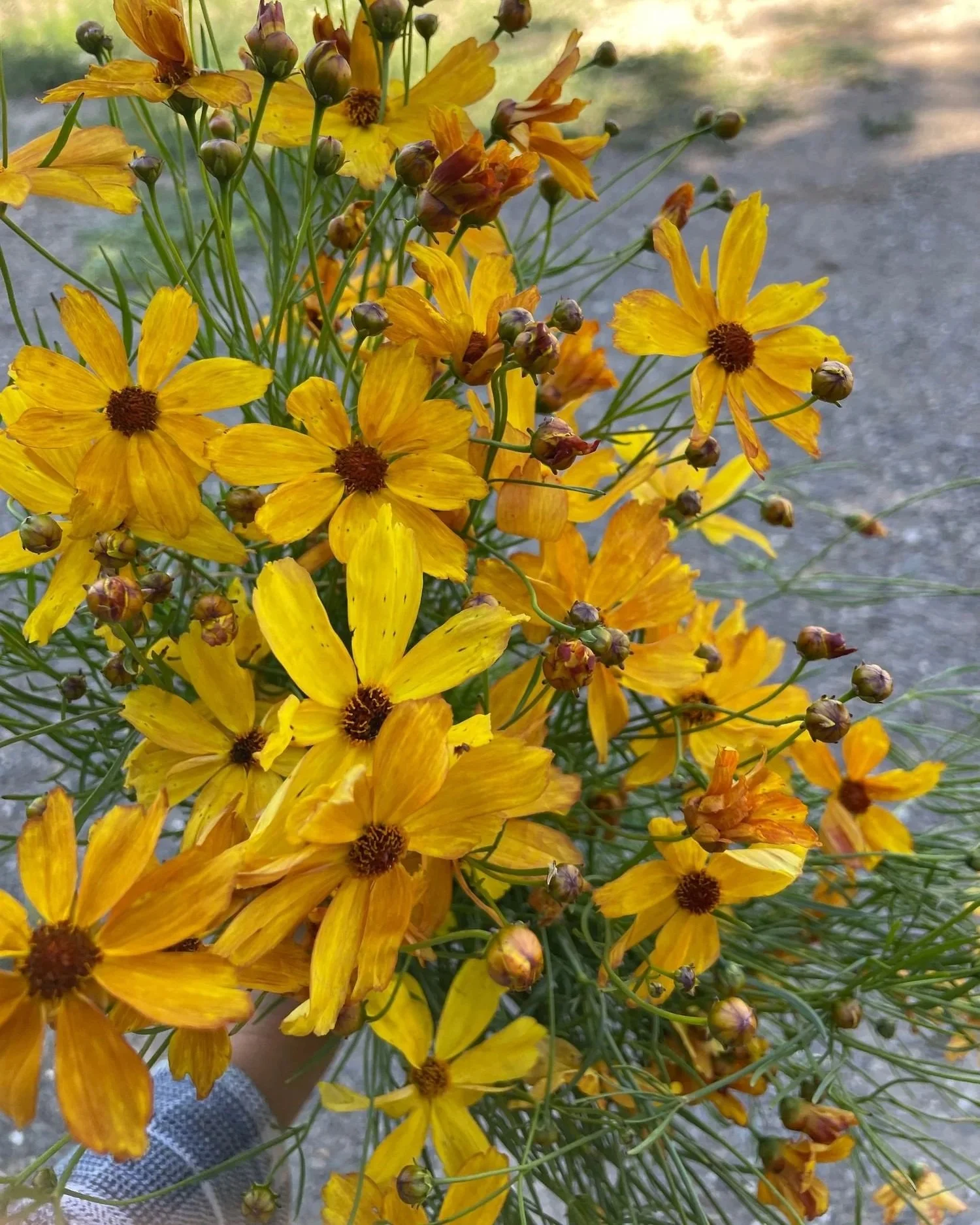 COREOPSIS x Fall Sensation Amber