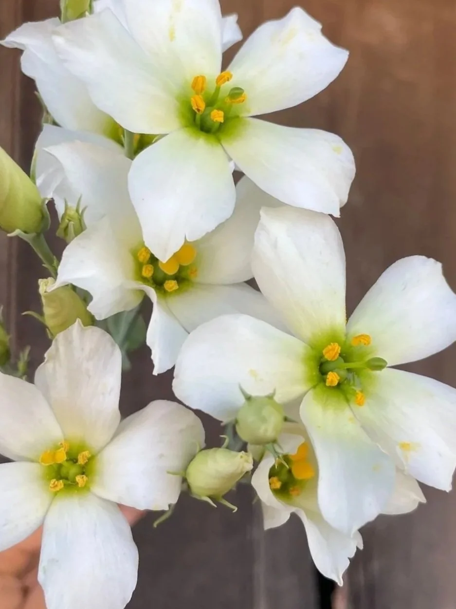 EUSTOMA grandiflorum Macherie