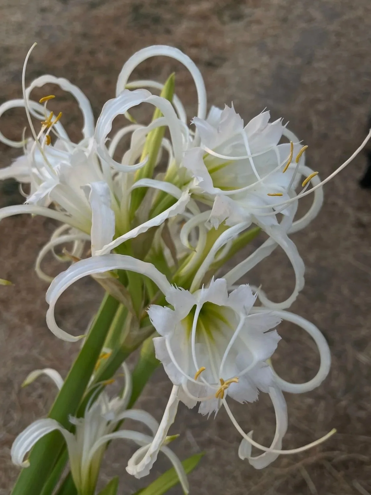 HYMENOCALLIS x festalis