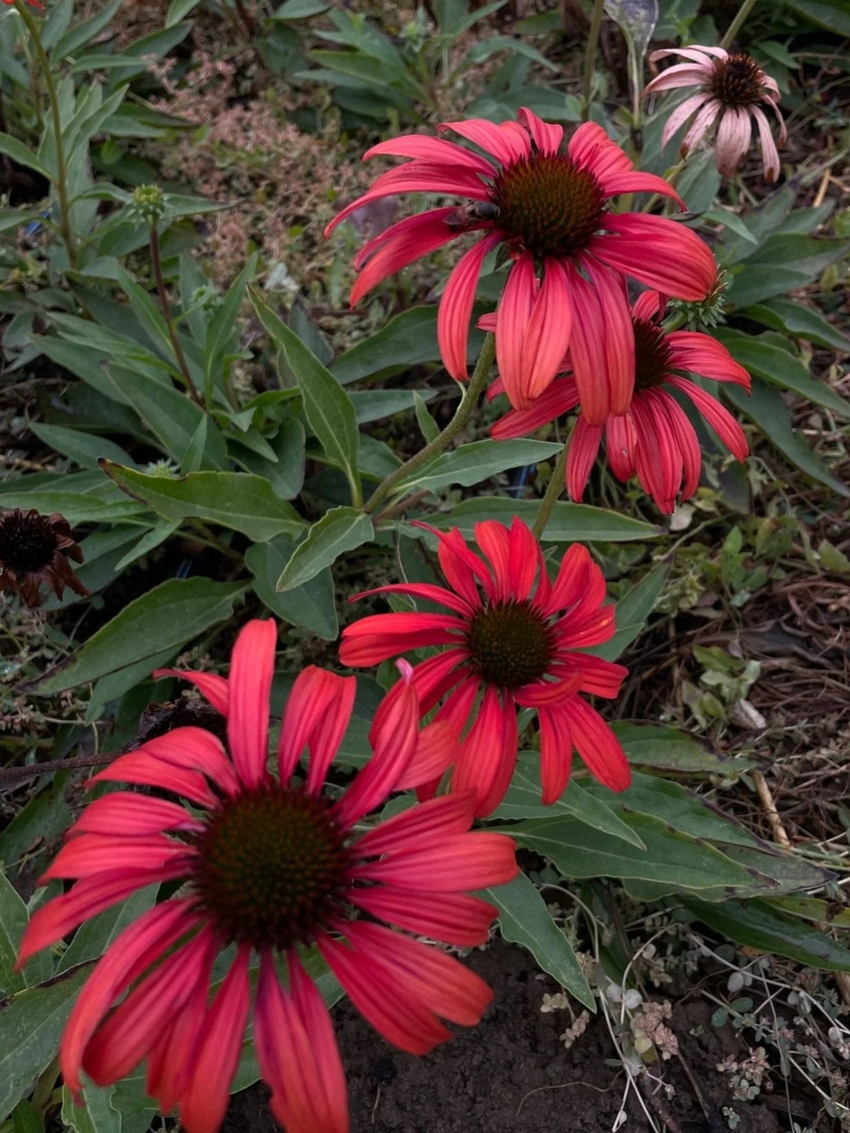 ECHINACEA purpurea Tomato Soup
