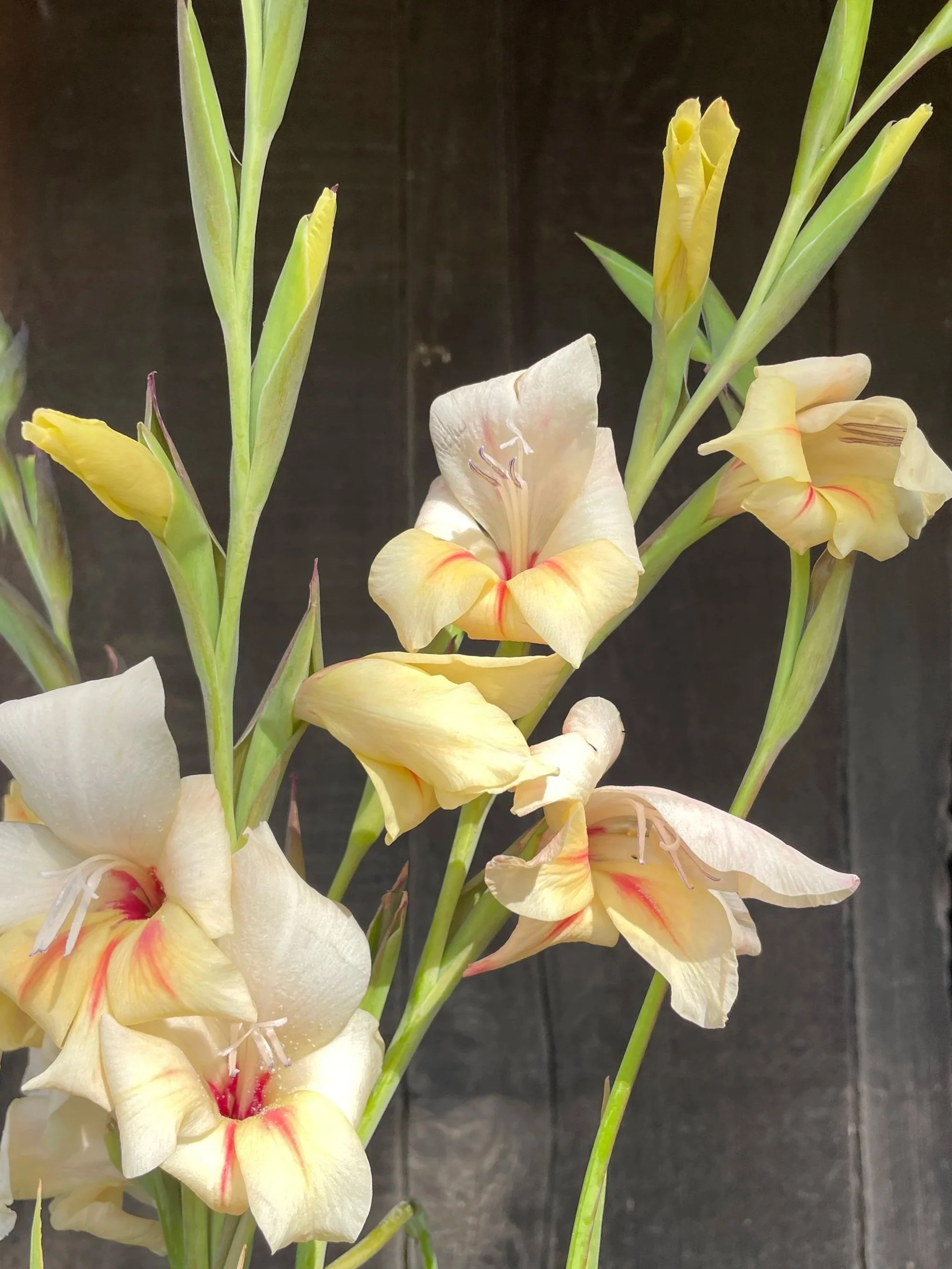 GLADIOLUS nanus Halley