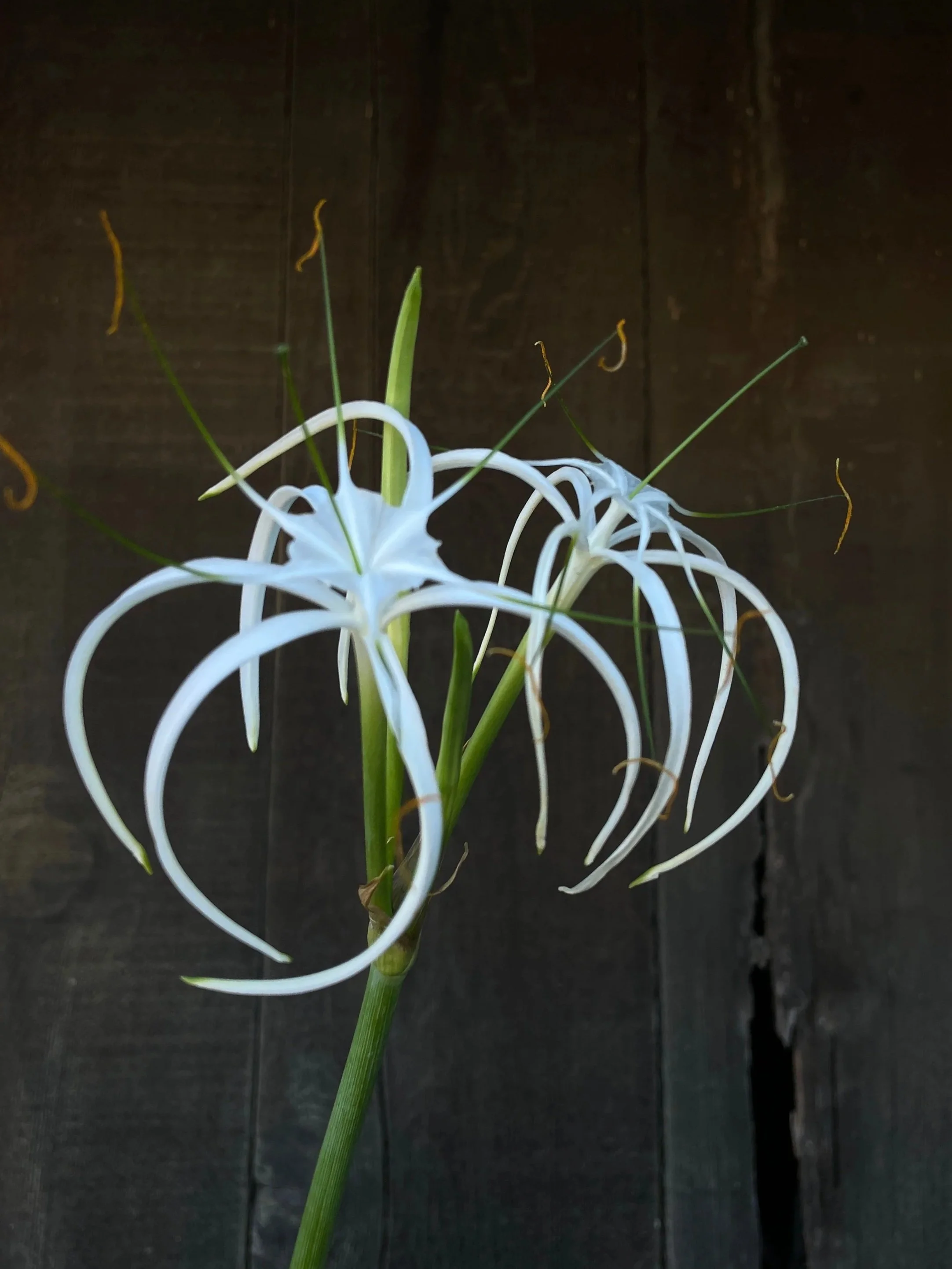 HYMENOCALLIS harrisiana