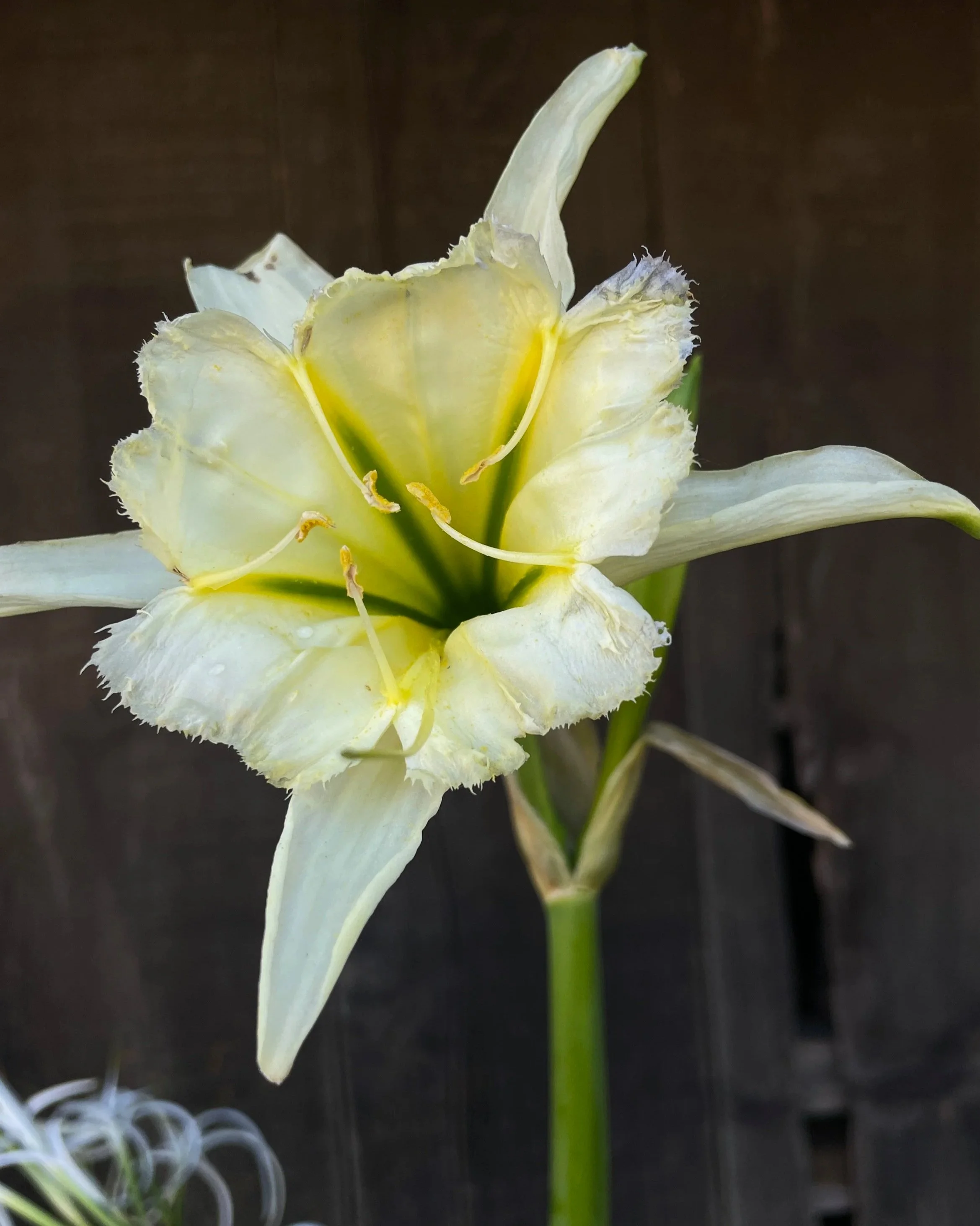 HYMENOCALLIS Sulfur Queen