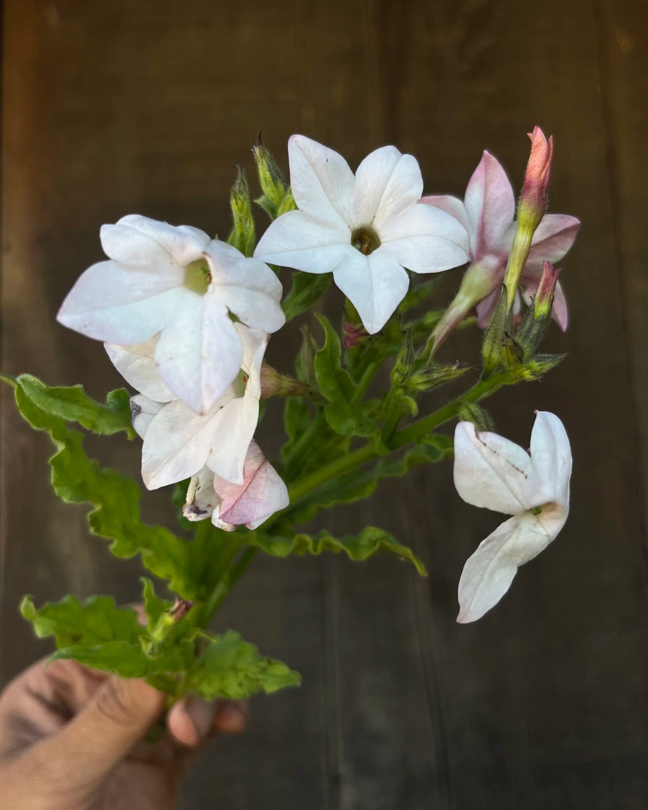 NICOTIANA alata Havana Appleblossom