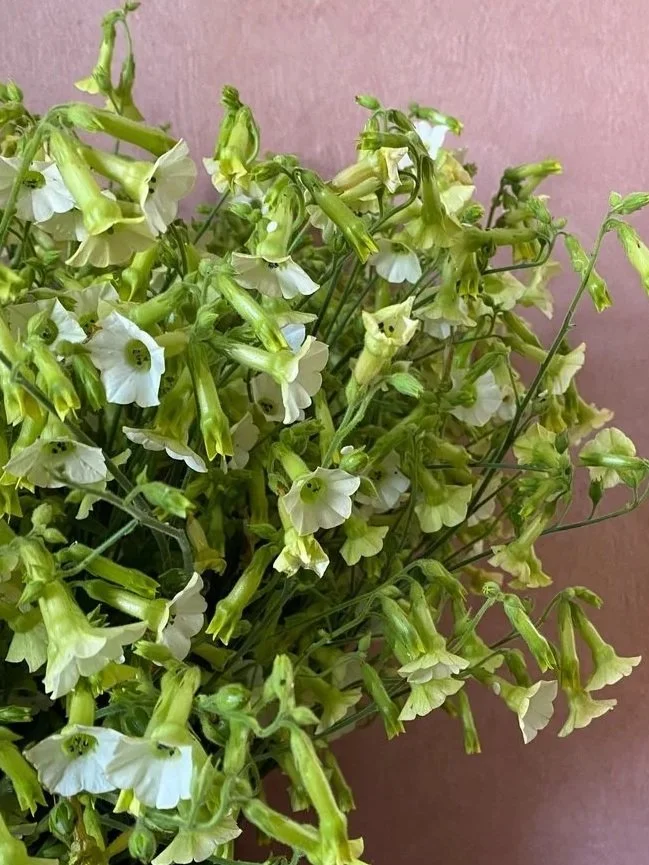 NICOTIANA x hybrida Starlight Dancer
