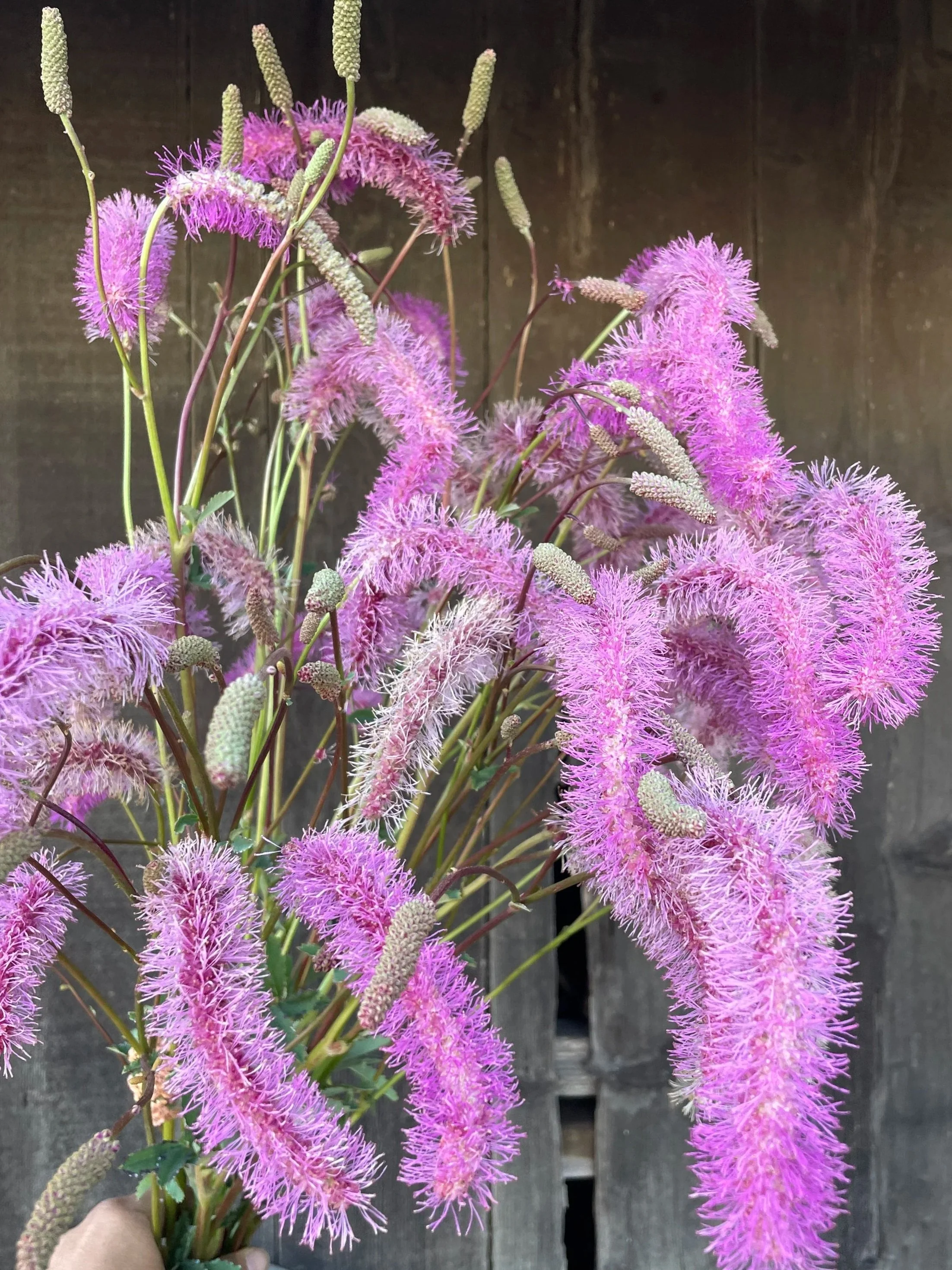 SANGUISORBA SANGUISORBA Lilac Squirrel