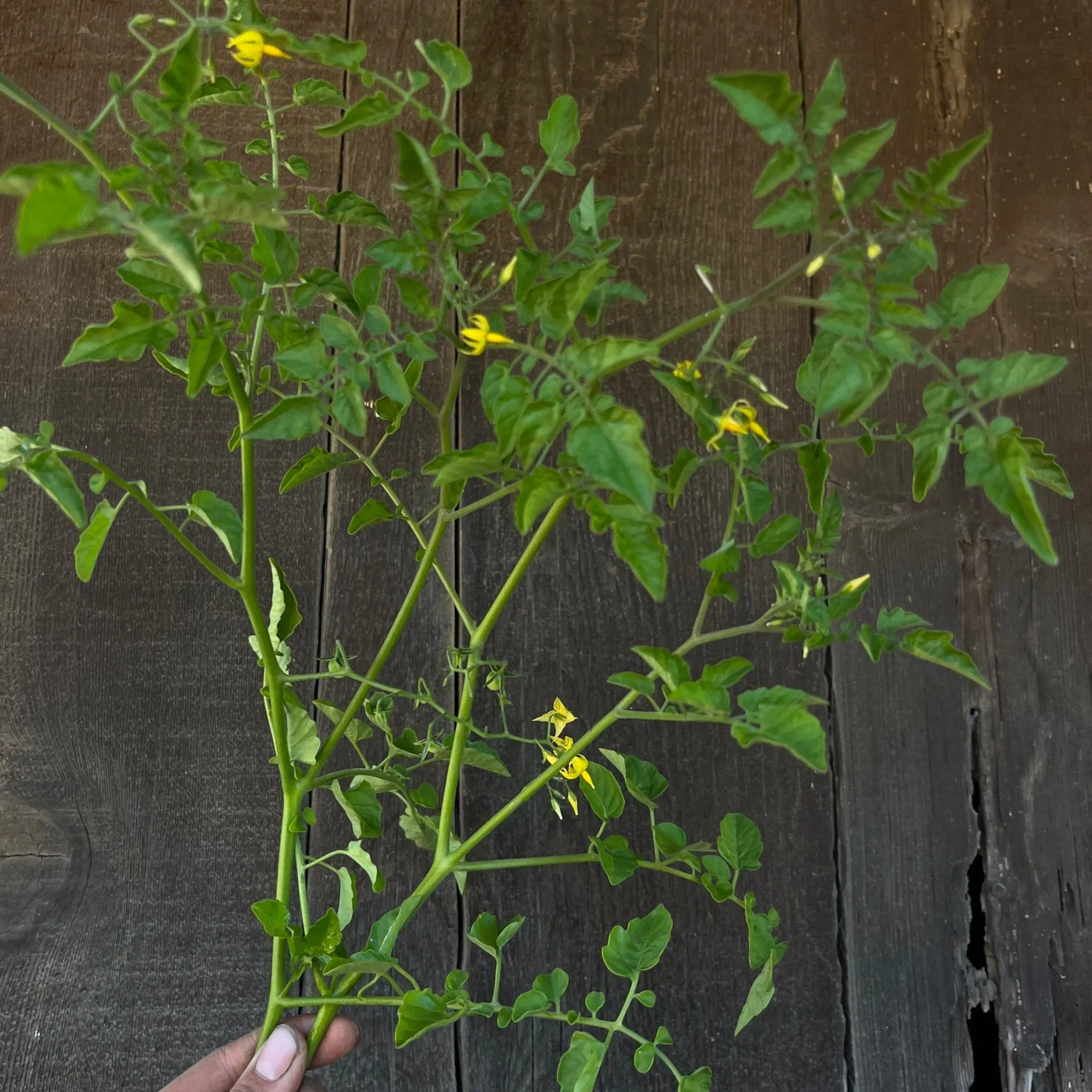 SOLANUM pimpinellifolium Currant