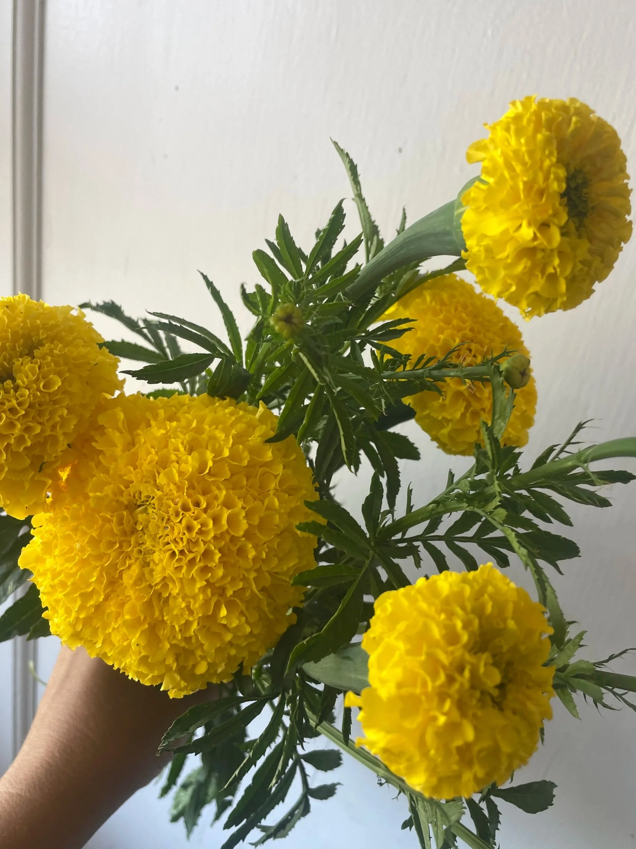 TAGETES erecta Chedi Yellow