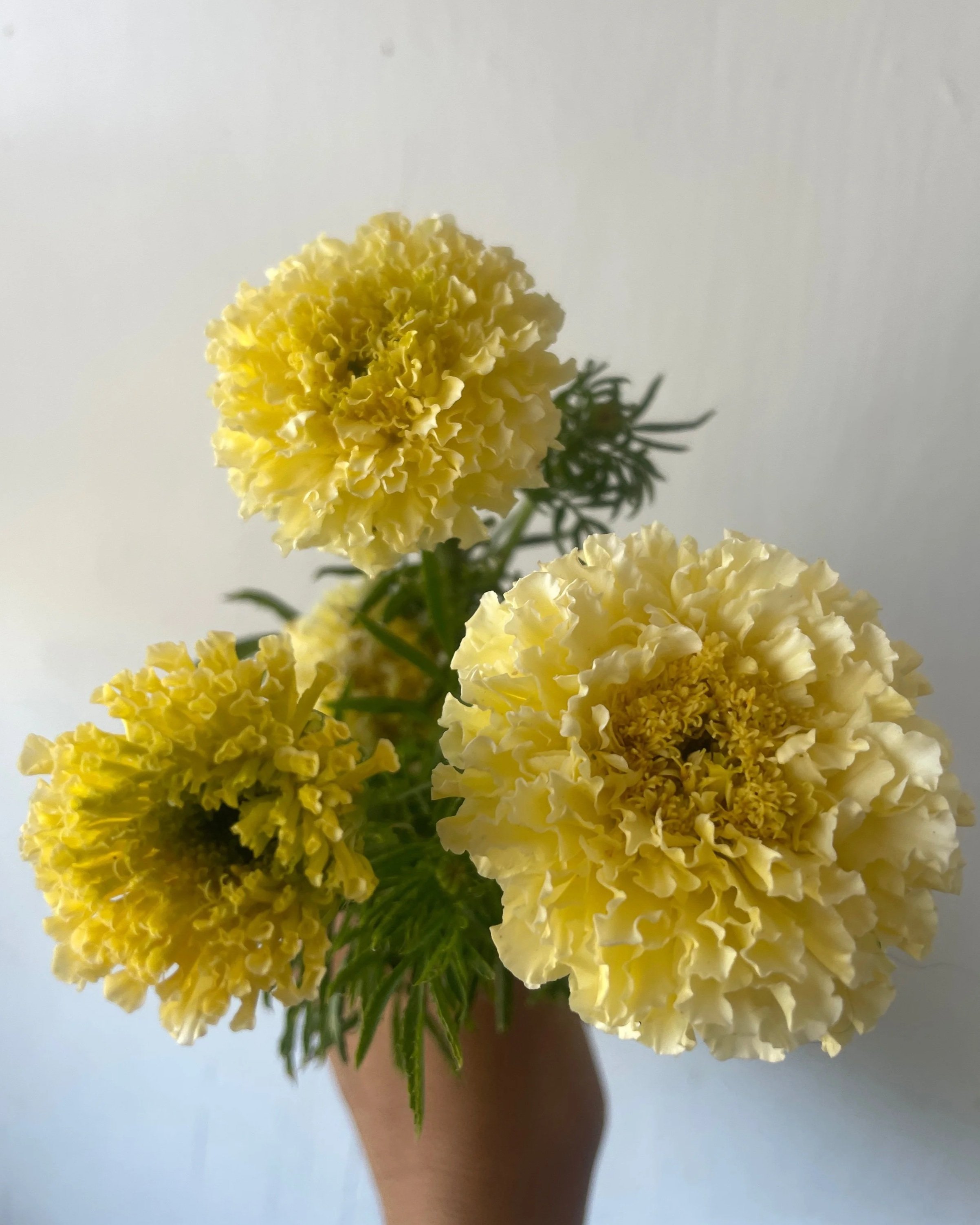 TAGETES erecta Savannah Ivory