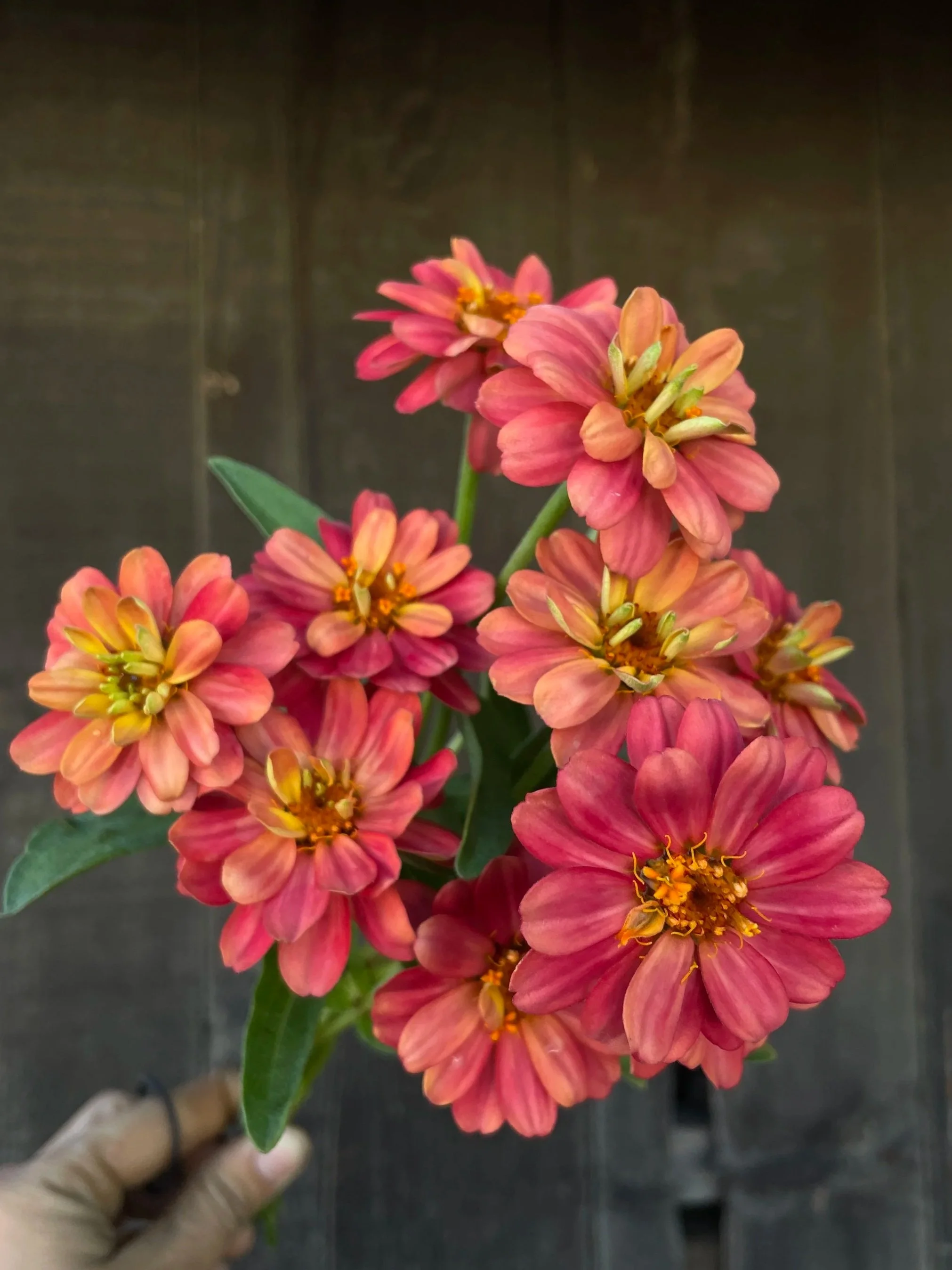 ZINNIA x Profusion Double Deep Salmon