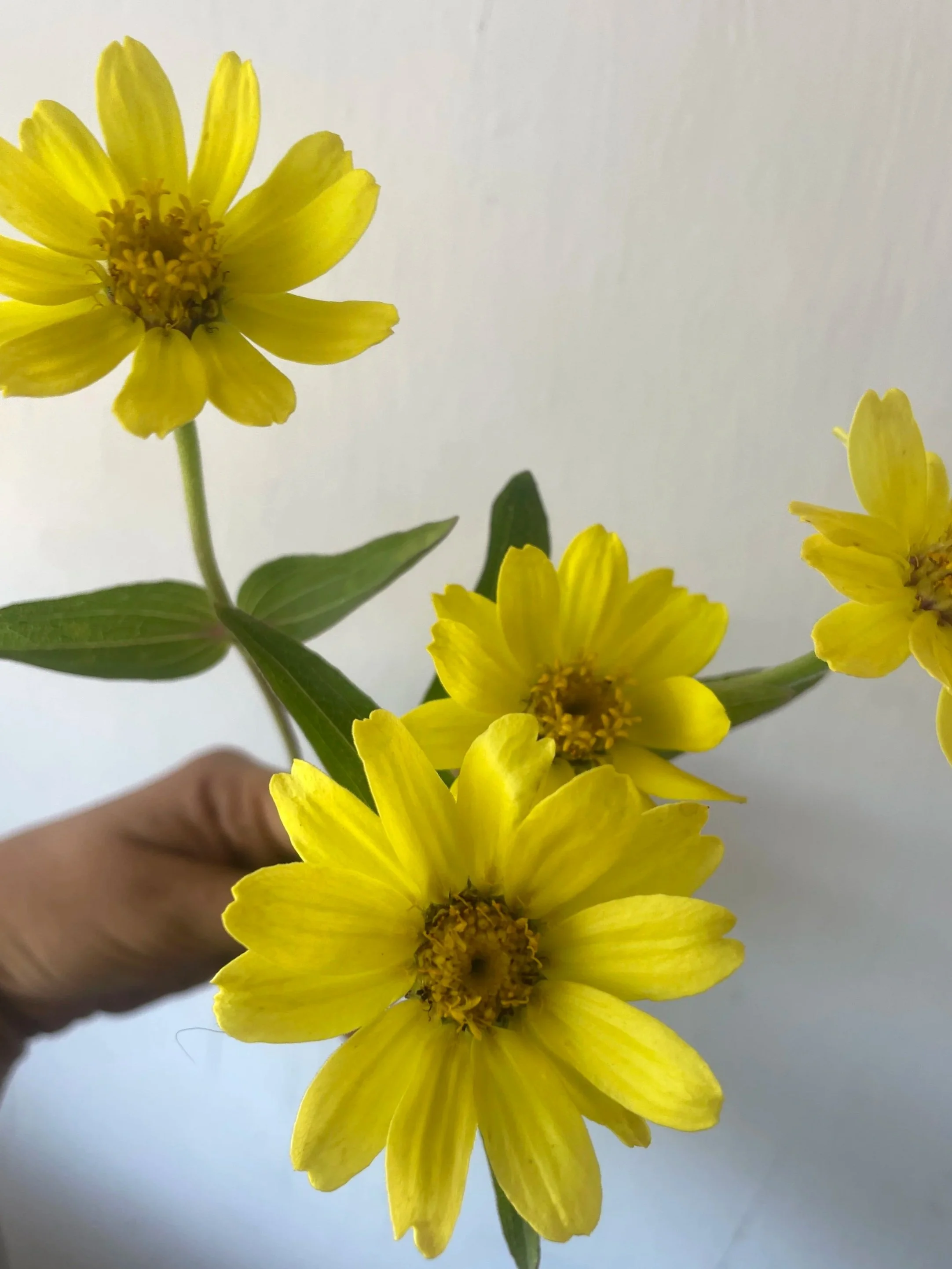 ZINNIA x Profusion Lemon