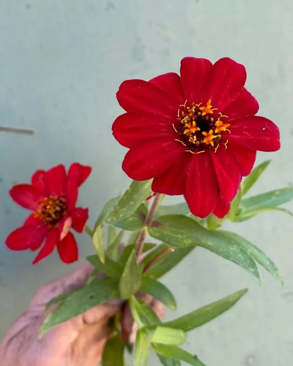 ZINNIA x Profusion Red
