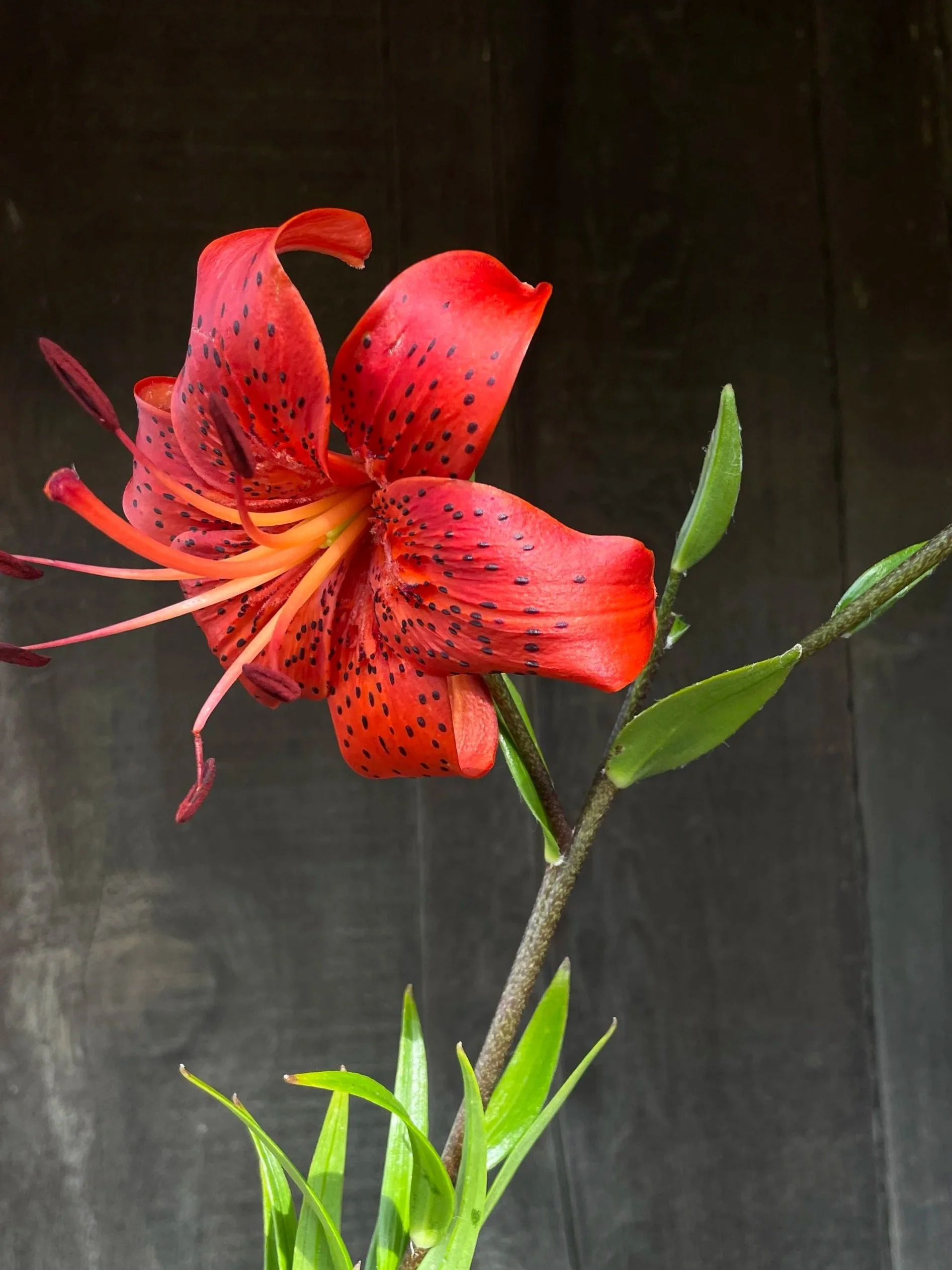 LILIUM Red Life
