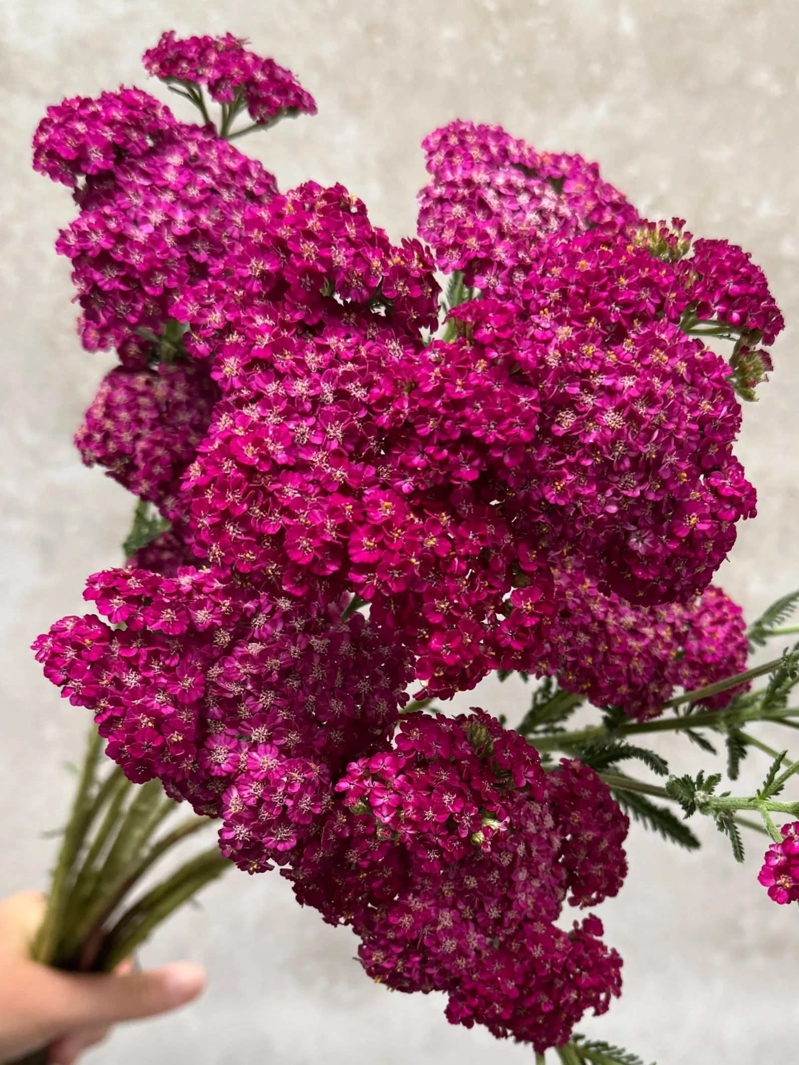 ACHILLEA x Firefly Fuschia
