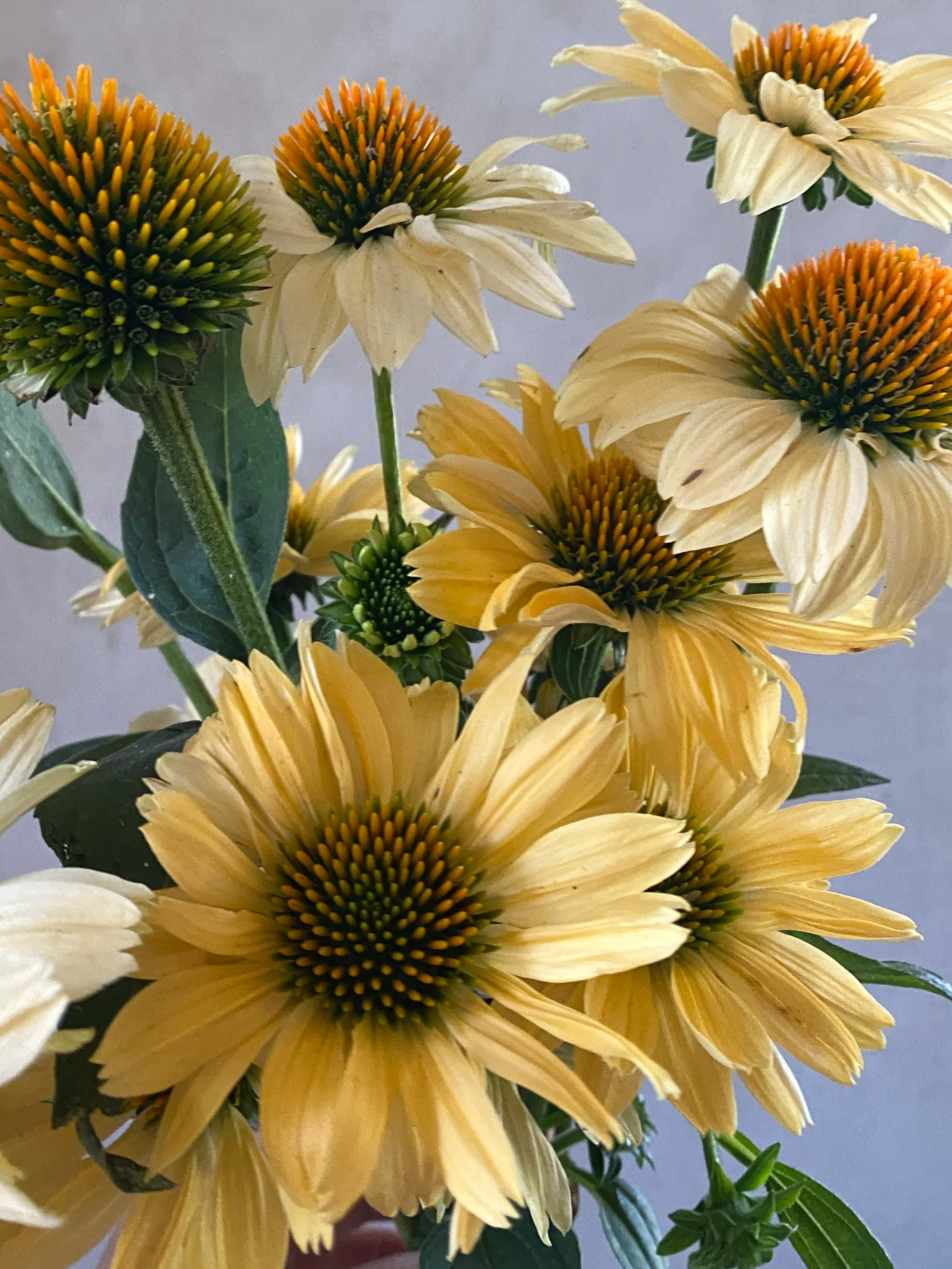 ECHINACEA x Prairie Pillars Aloha