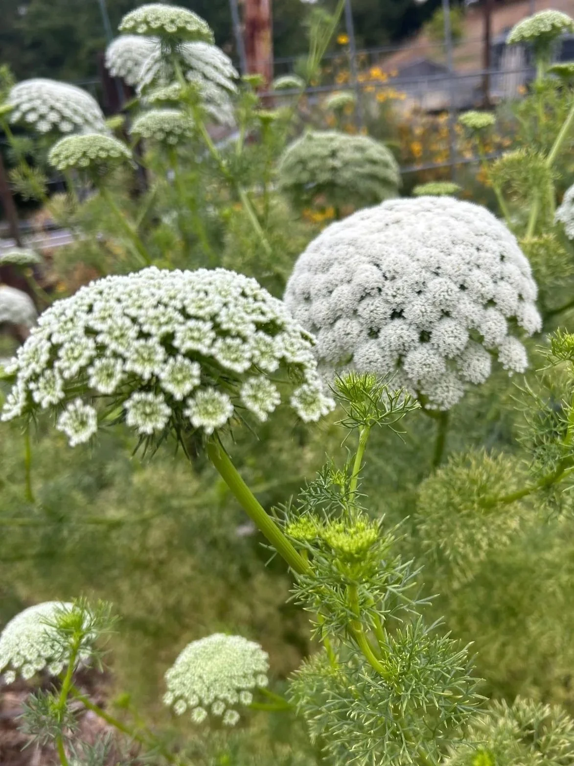 AMMI majus