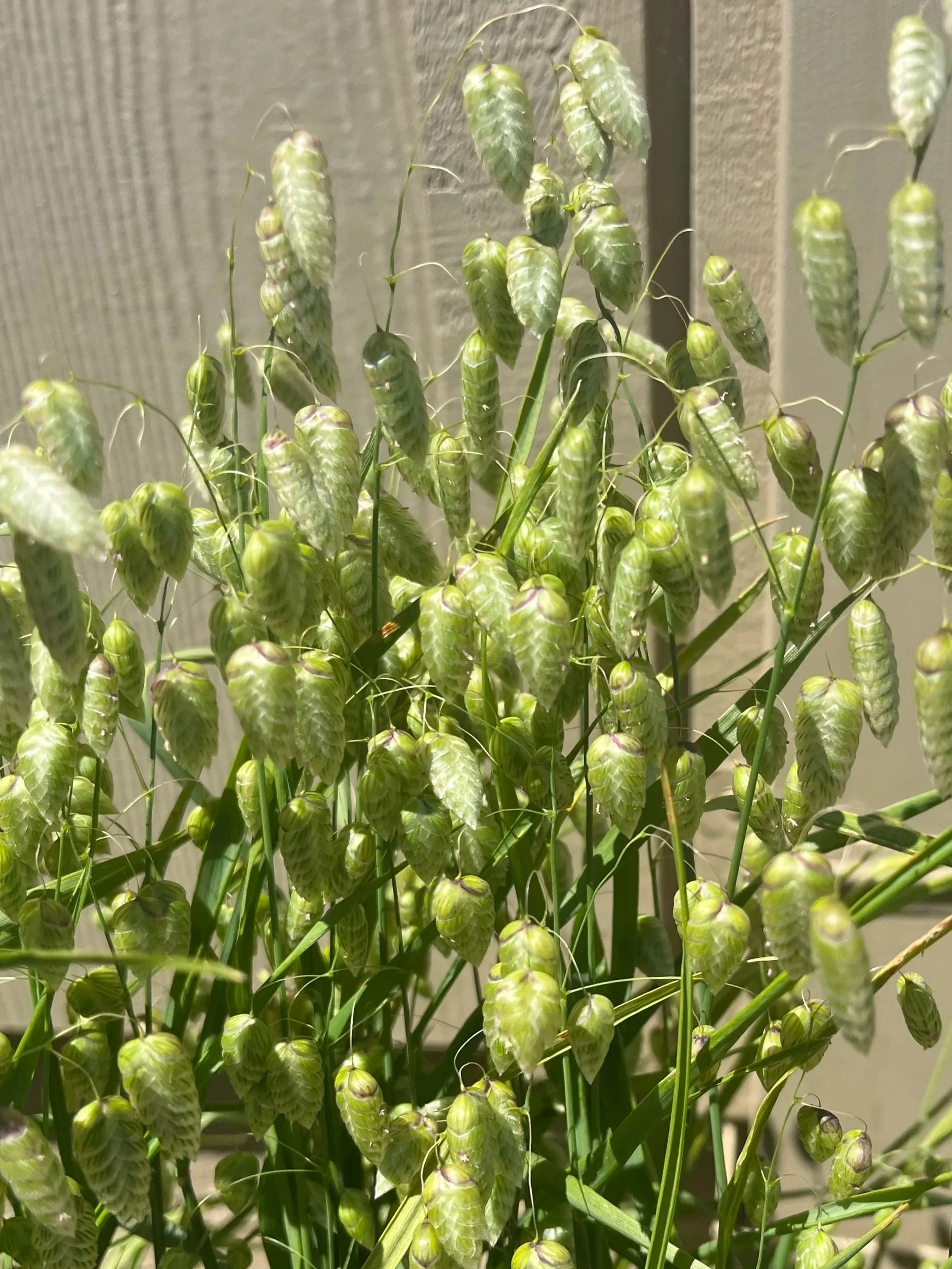 BRIZA maxima