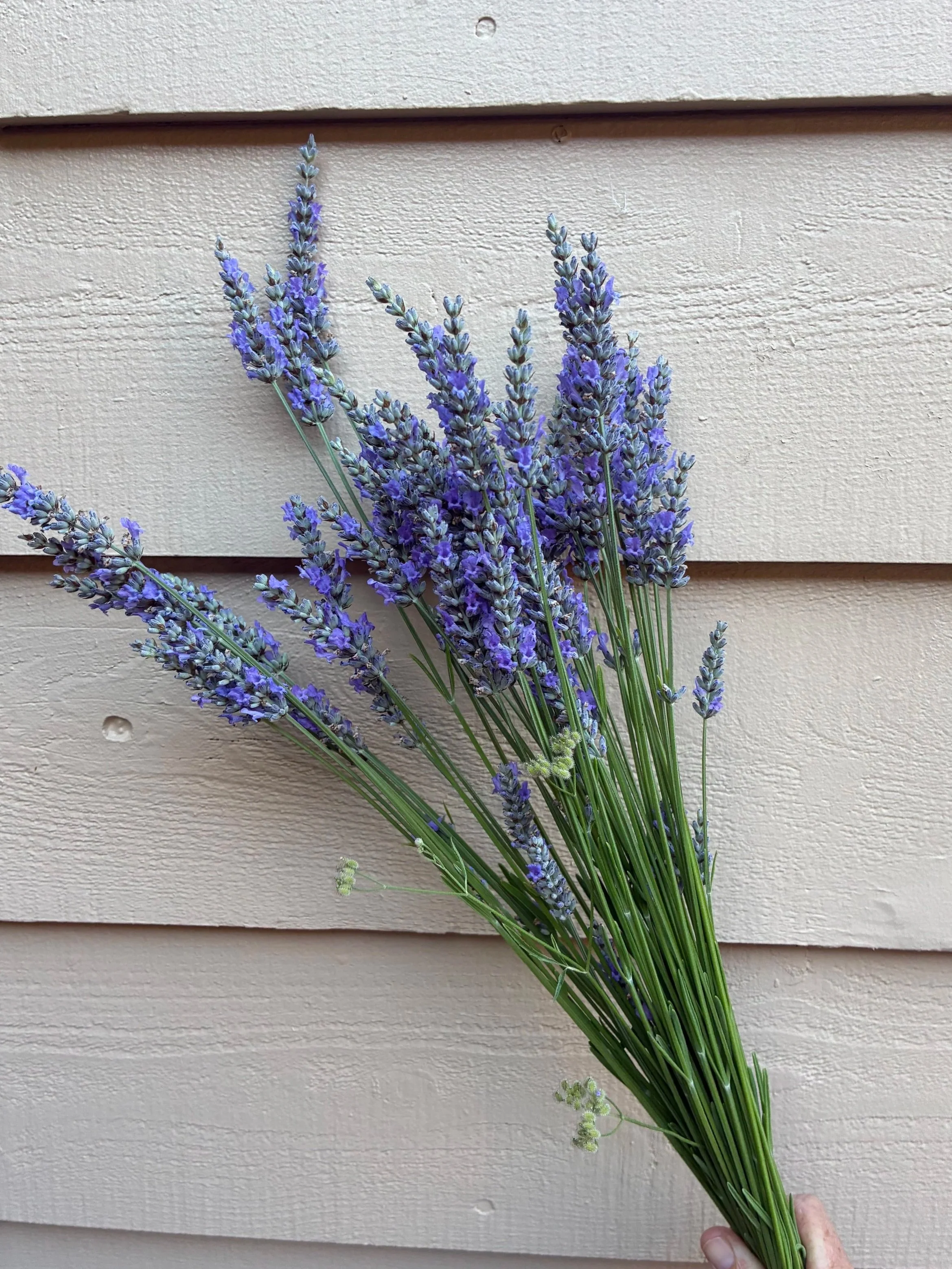 LAVENDULA x intermedia Provence