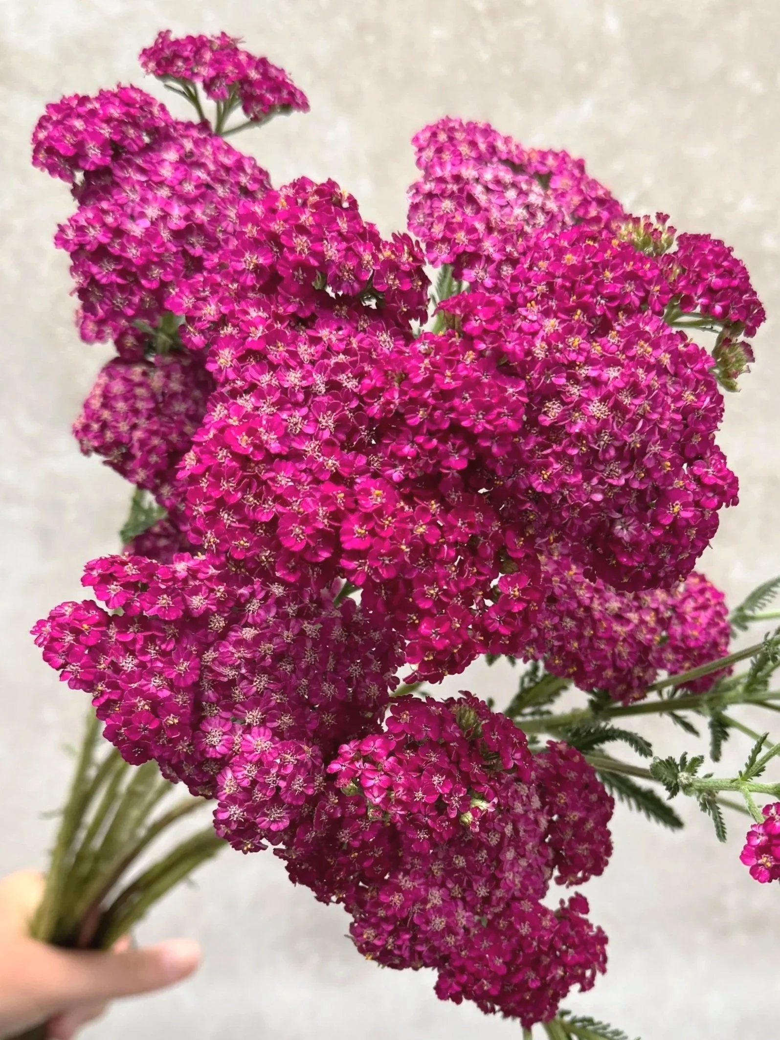 ACHILLEA x Firefly Fuschia