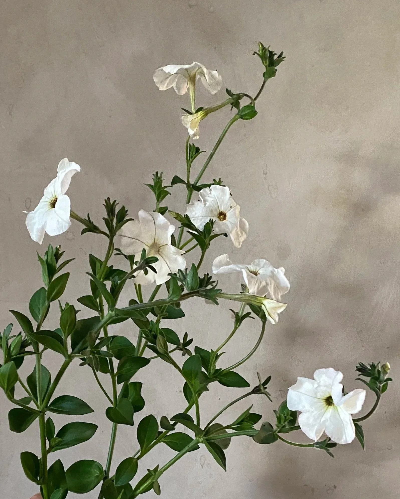 PETUNIA axillaris Rainmaster