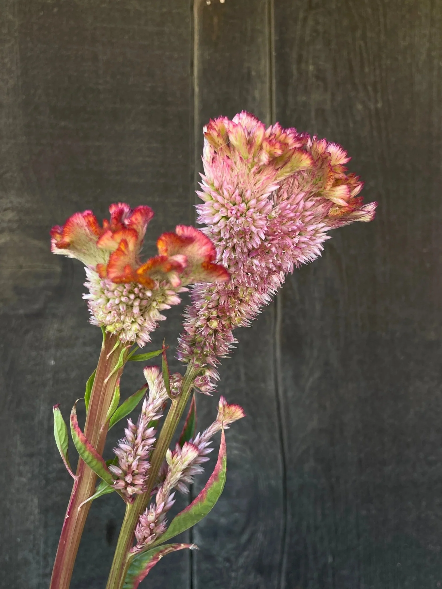CELOSIA+argentea+var.+cristata+Pink+Chenille.jpg