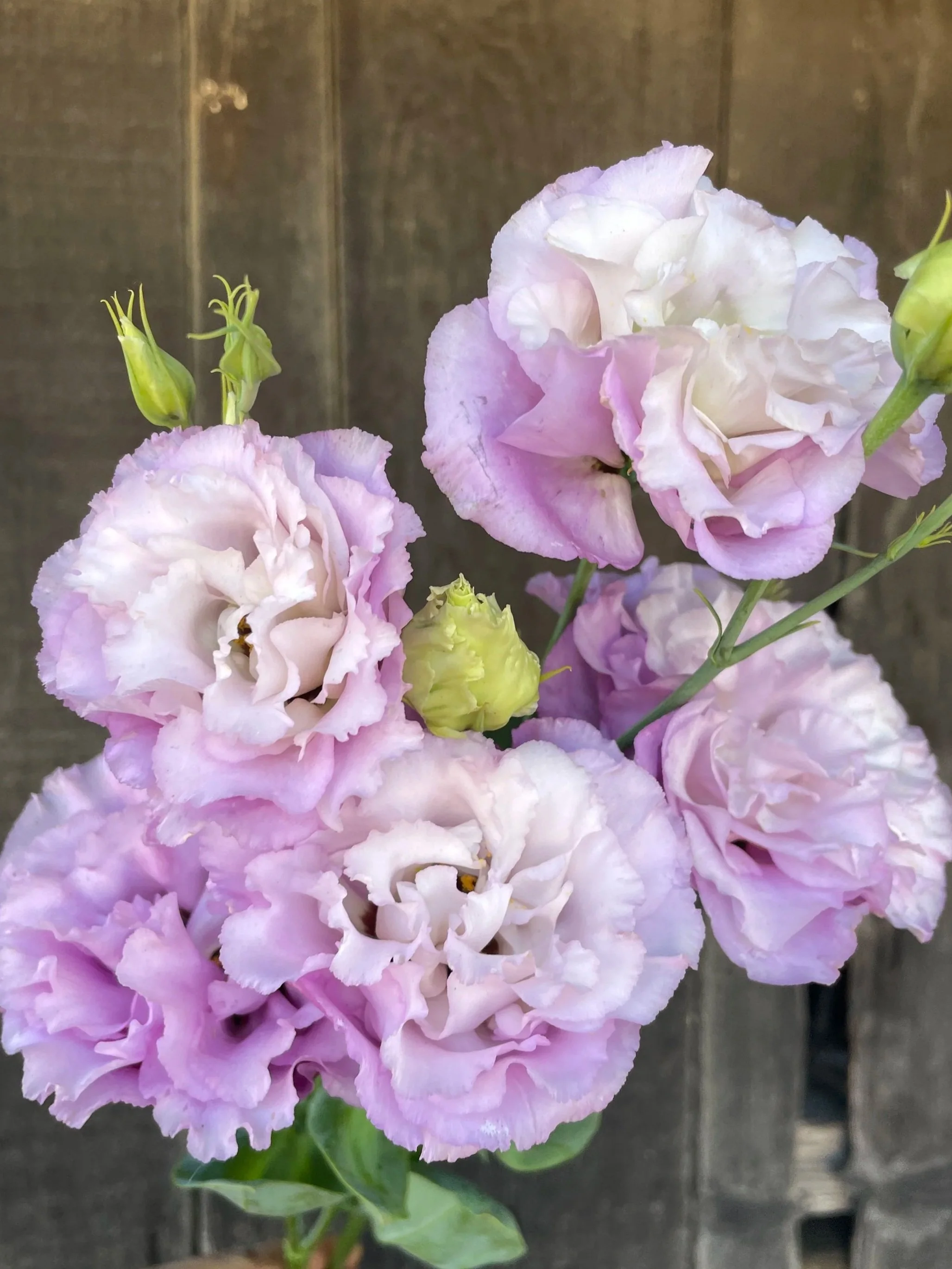 EUSTOMA grandiflorum Celeb Grape