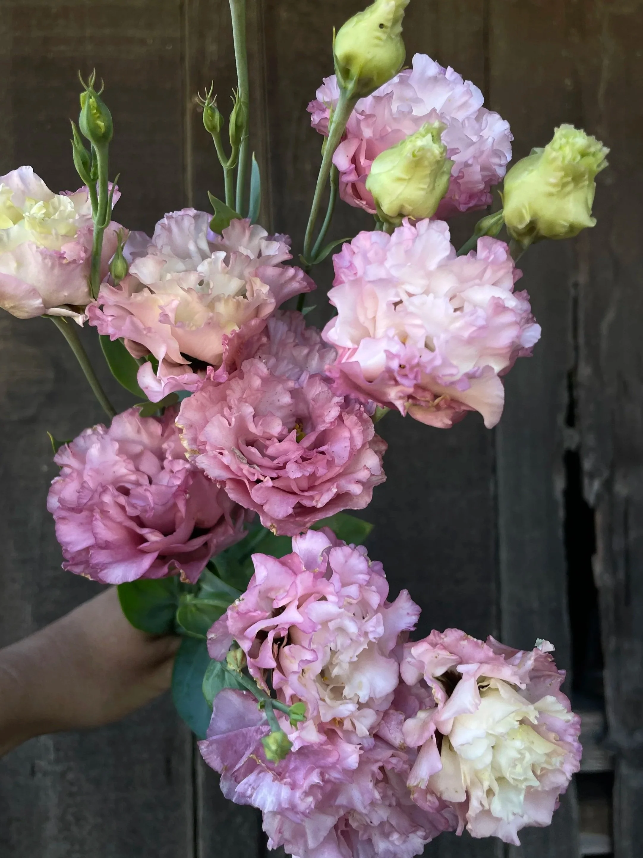 EUSTOMA grandiflorum Celeb Madonna