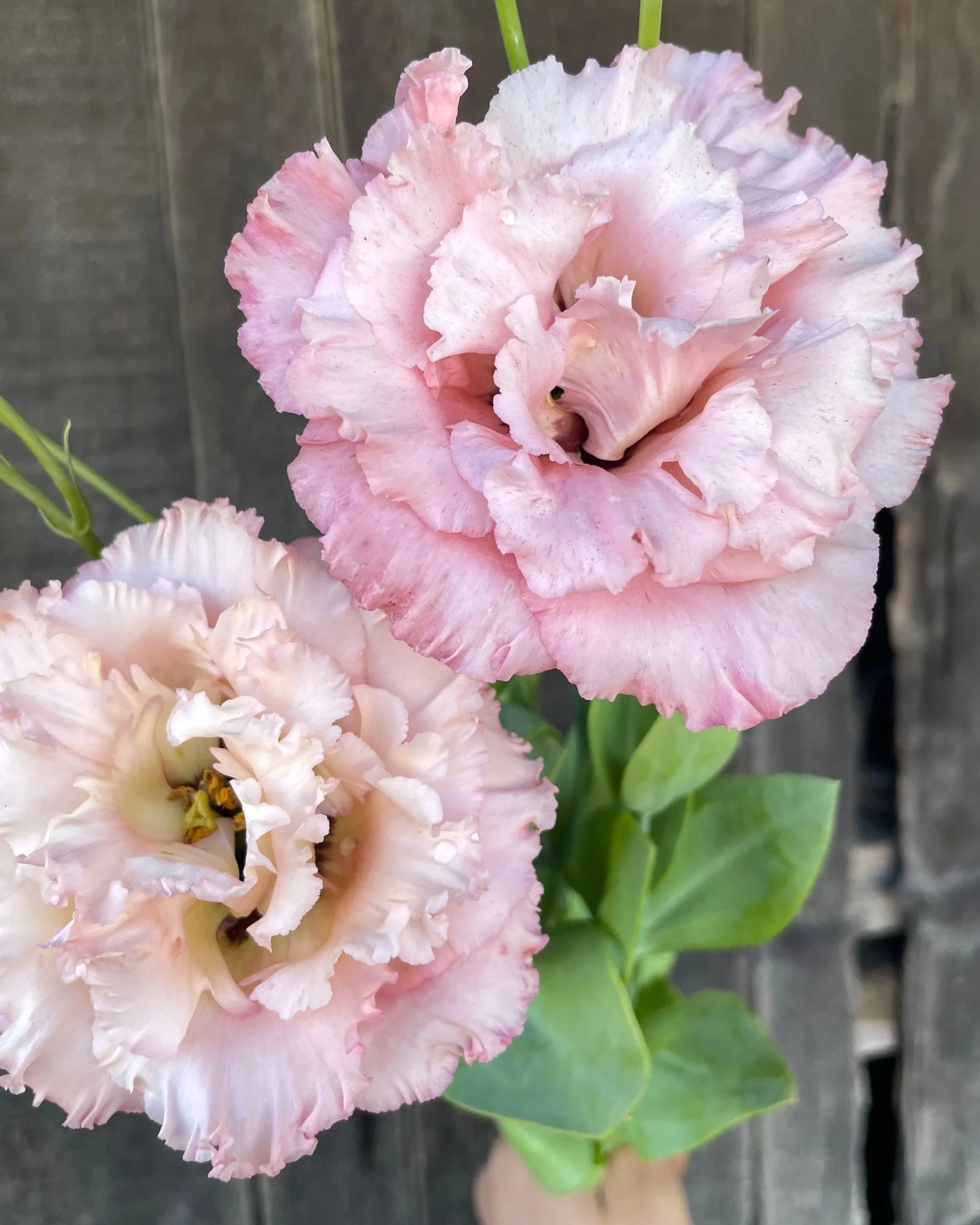 EUSTOMA grandiflorum Celeb Rouge