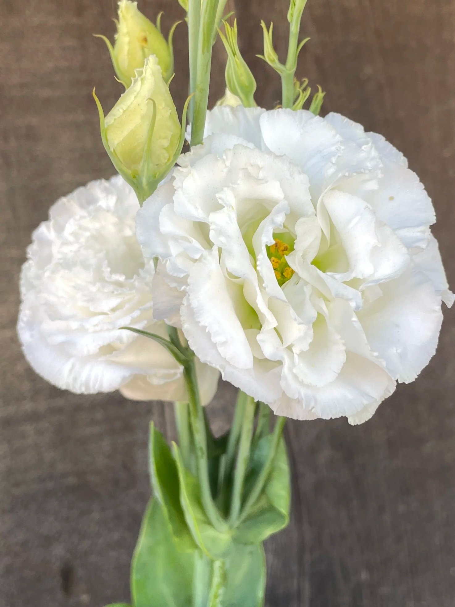 EUSTOMA grandiflorum Corelli Sugoi 2 White