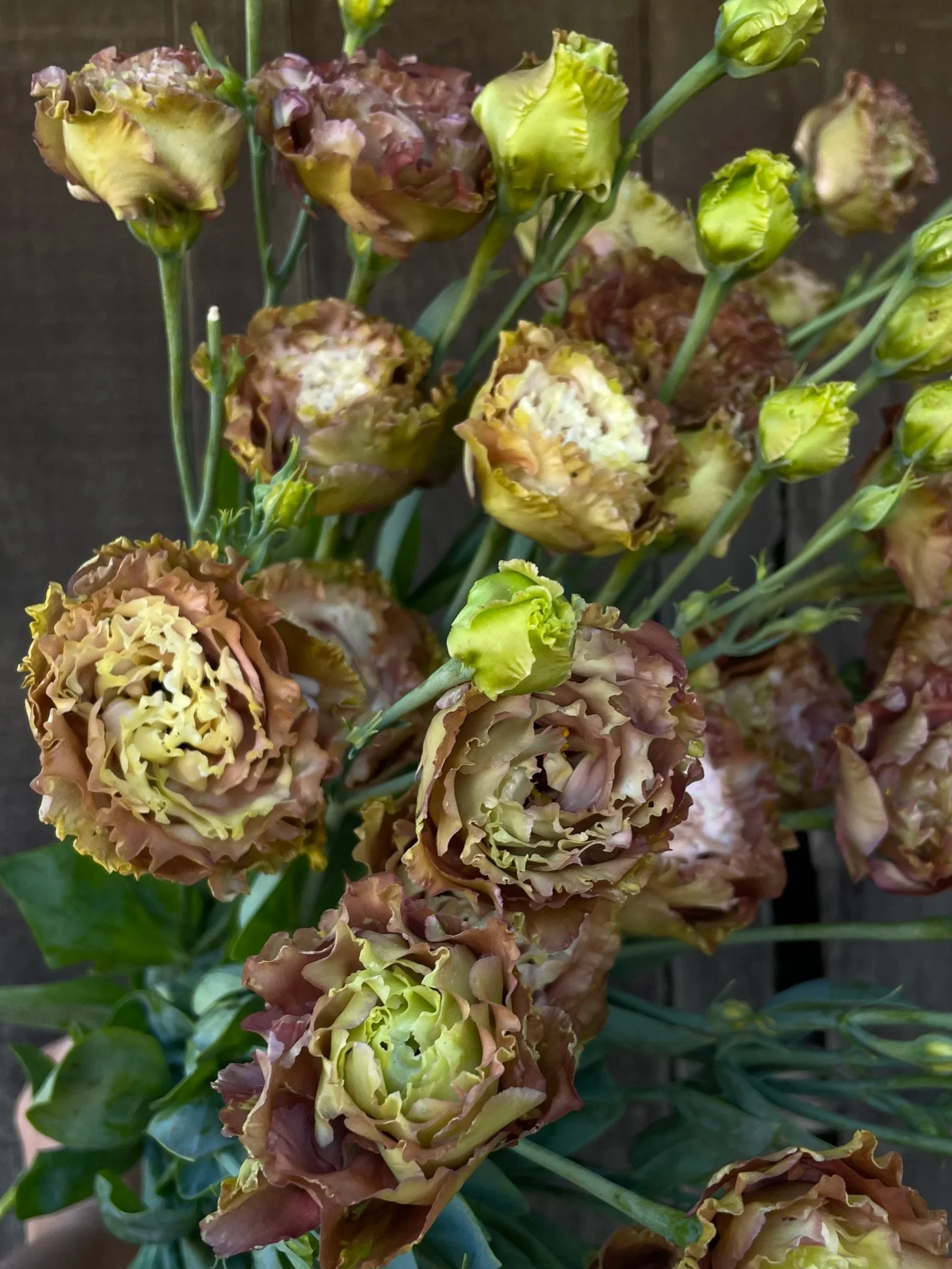 EUSTOMA grandiflorum Rosanne Terracotta