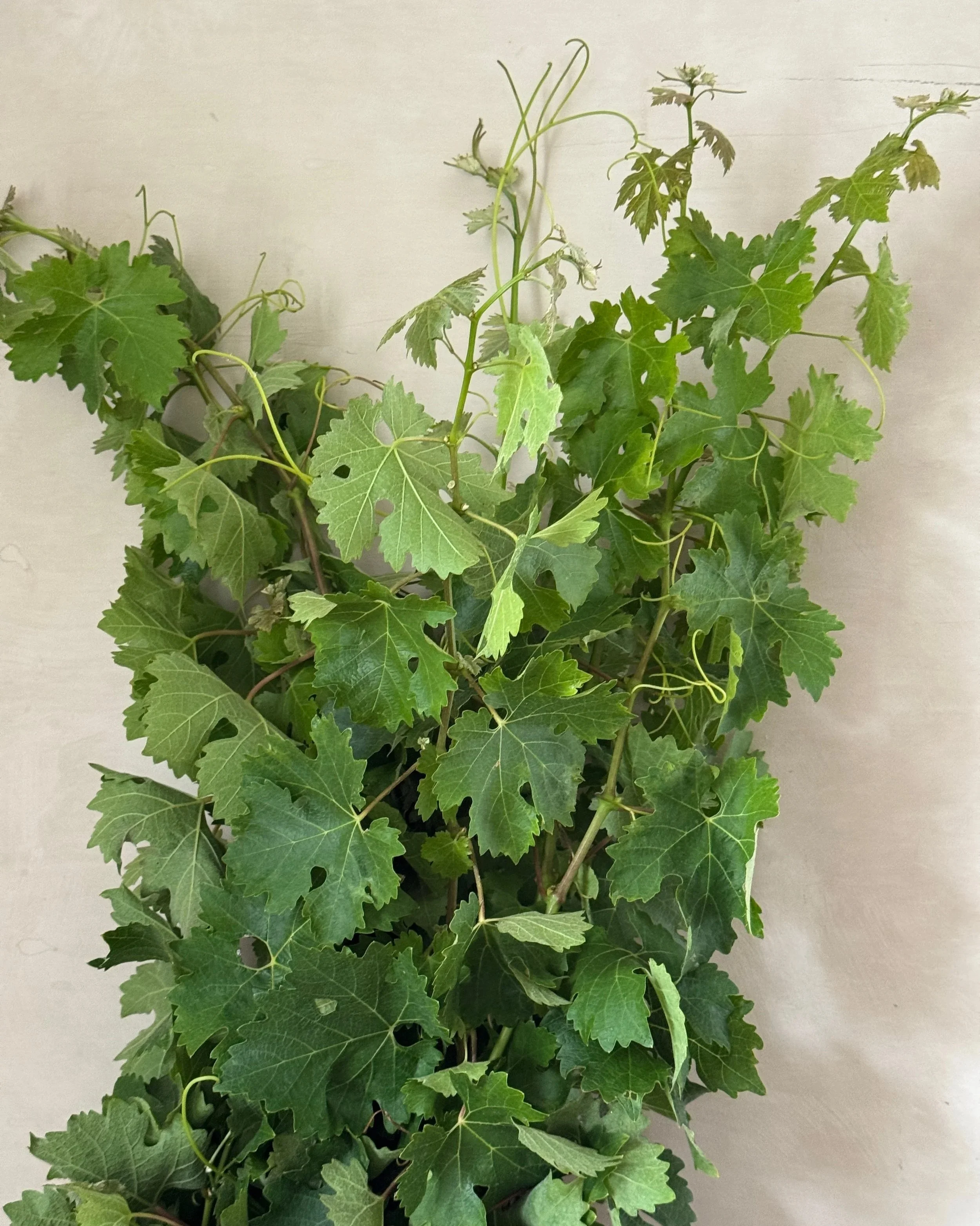 VITIS