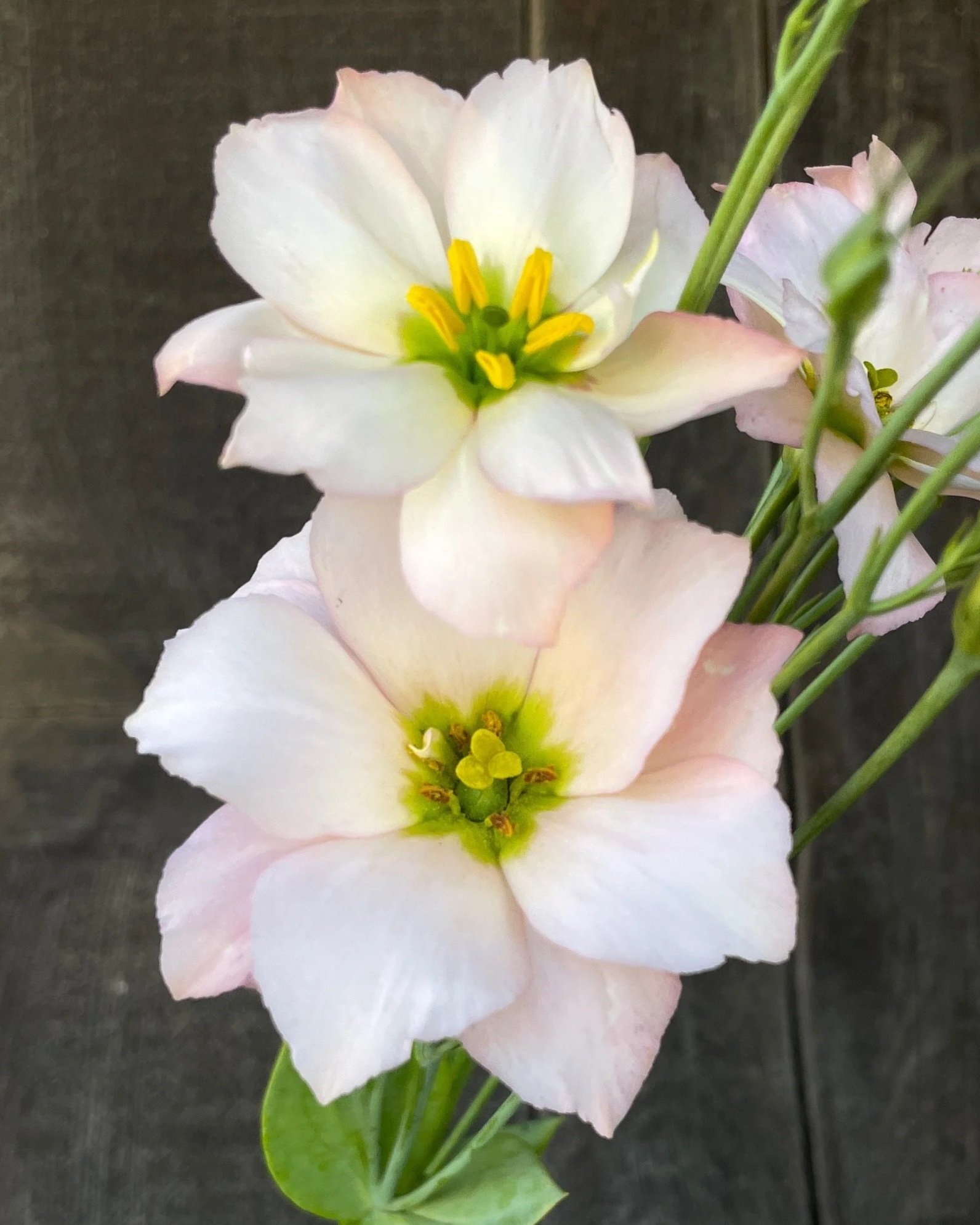 EUSTOMA grandiflorum Macherie Apricot