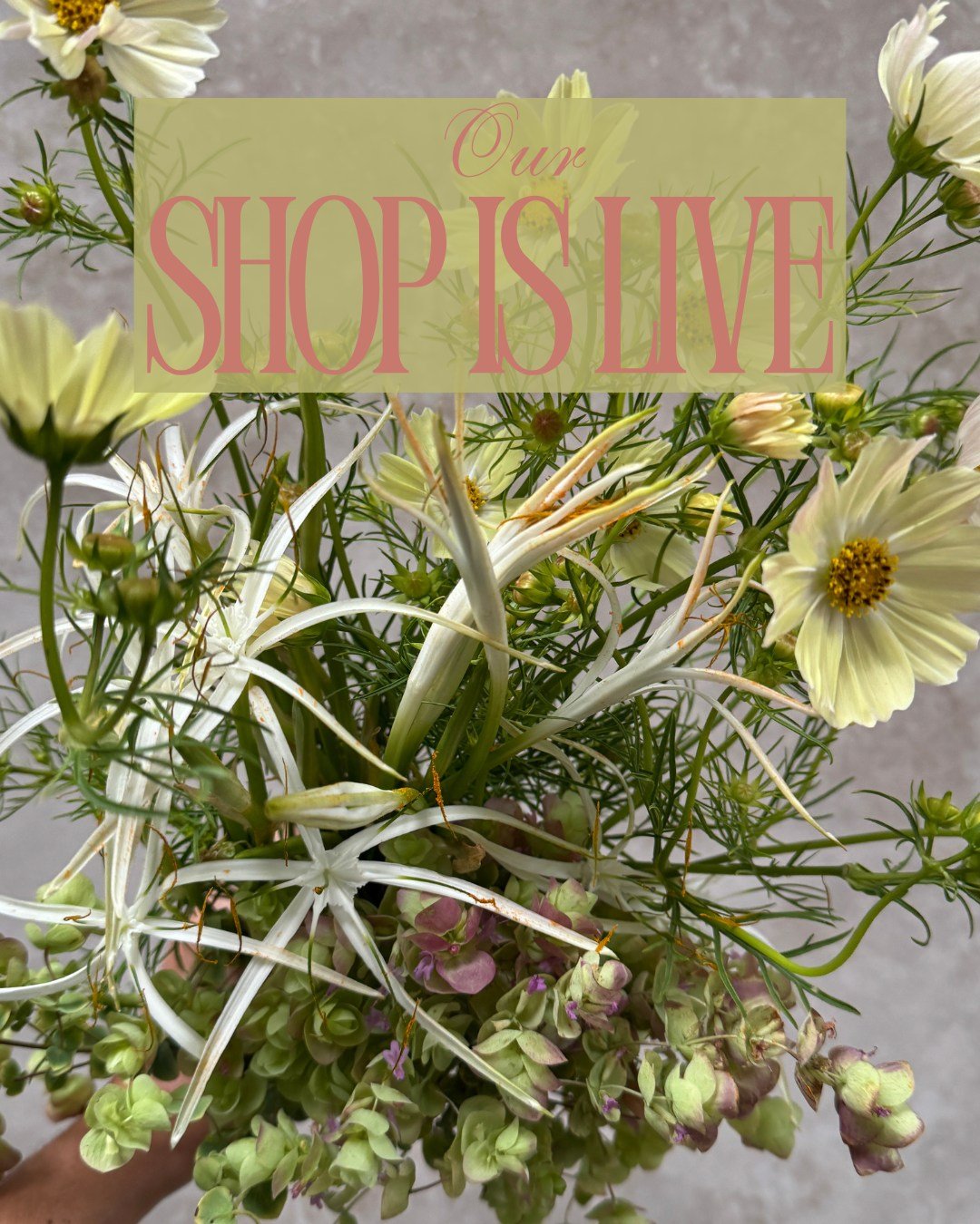 Our shop is live!

COSMOS bipinnatus Kiiro - @starsightfarm 
ORIGANUM rotundifolium x scabrum Kent Beauty - @deweyfarmsflowers 
HYMENOCALLIS harrisiana - @deweyfarmsflowers