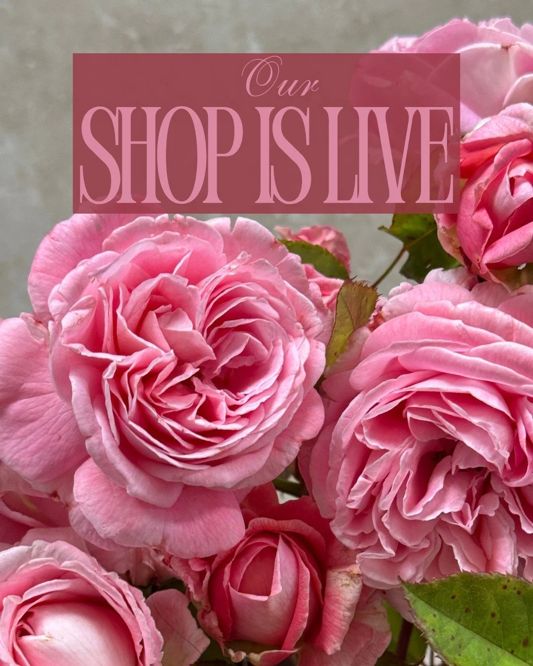 Our shop is open! We are taking off Monday 7/6 (Happy 4th!)

Here are some more summer updates:
Mockingbird Flora is going on a summer hiatus after July 1 and will be back in September! We will miss you and your flowers, Cynthia!

LIMITED FARM PICK U