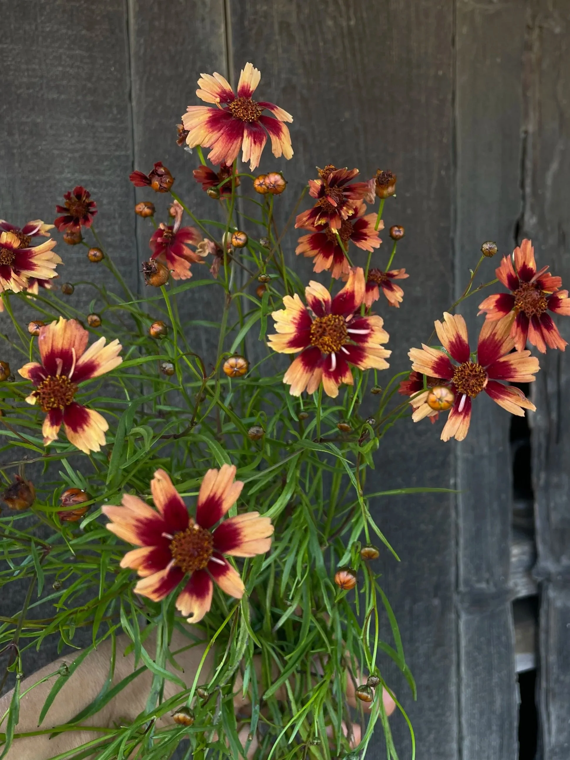 COREOPSIS x Jewel Desert Coral