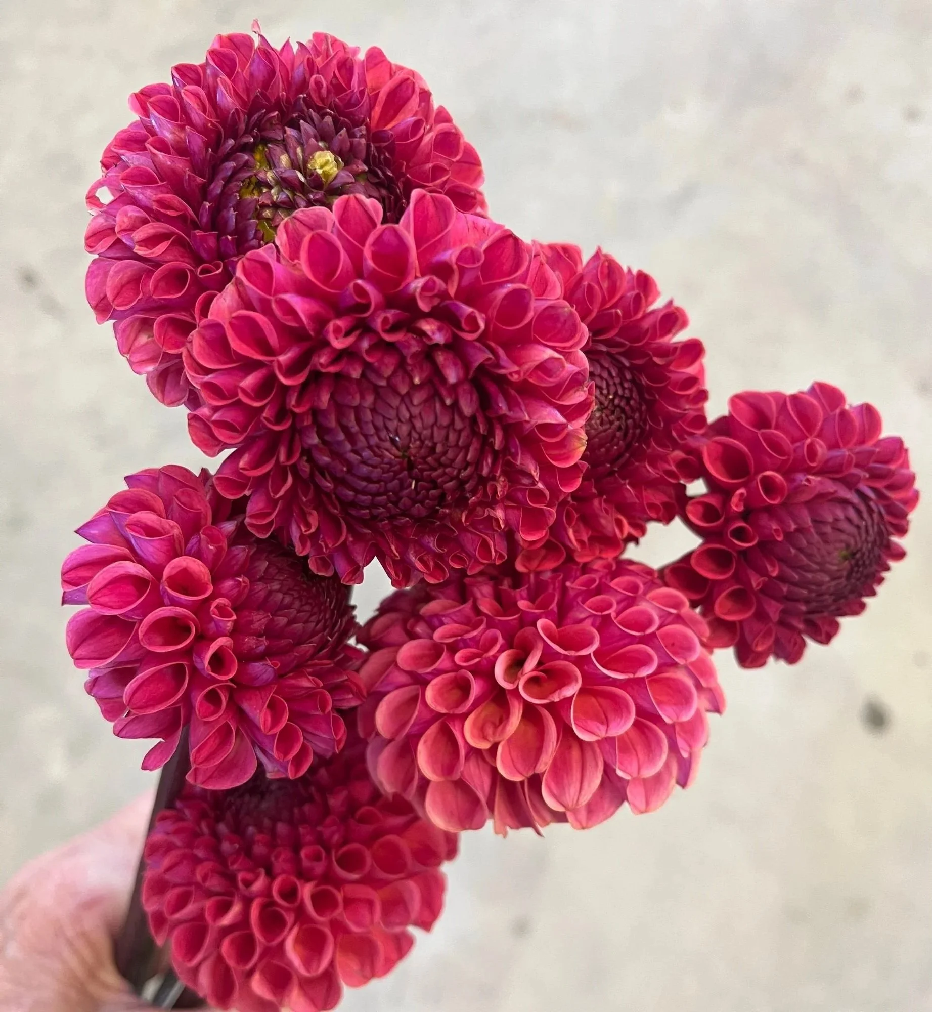 DAHLIA Ferncliff Rusty