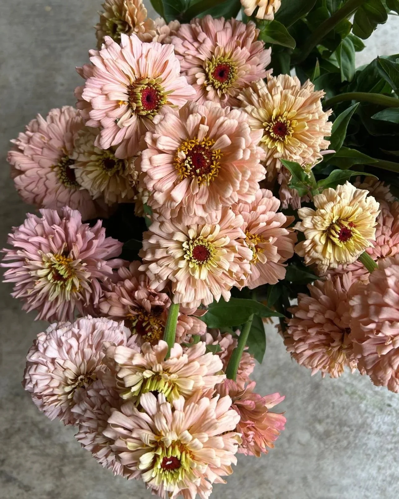 ZINNIA elegans Ballerina
