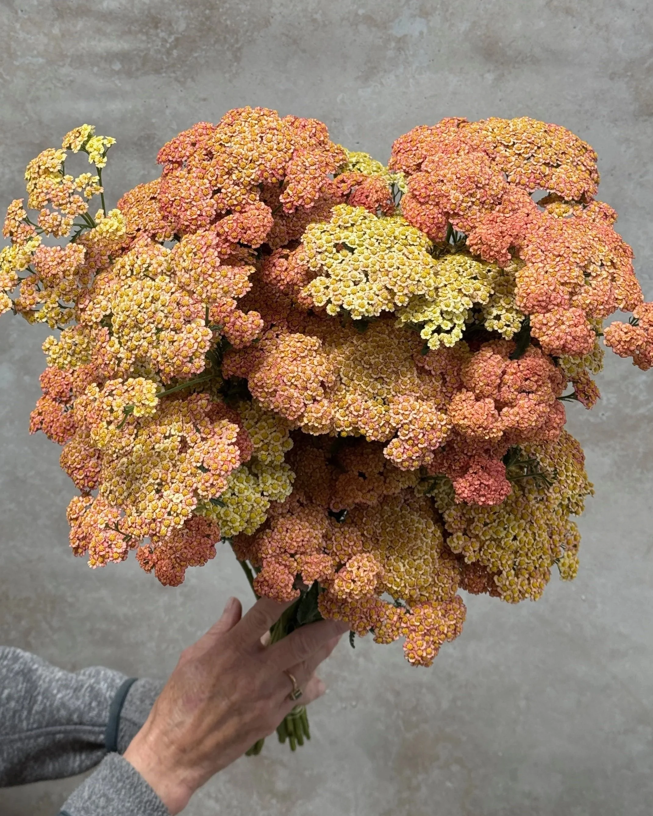 ACHILLEA x Firefly Peach
