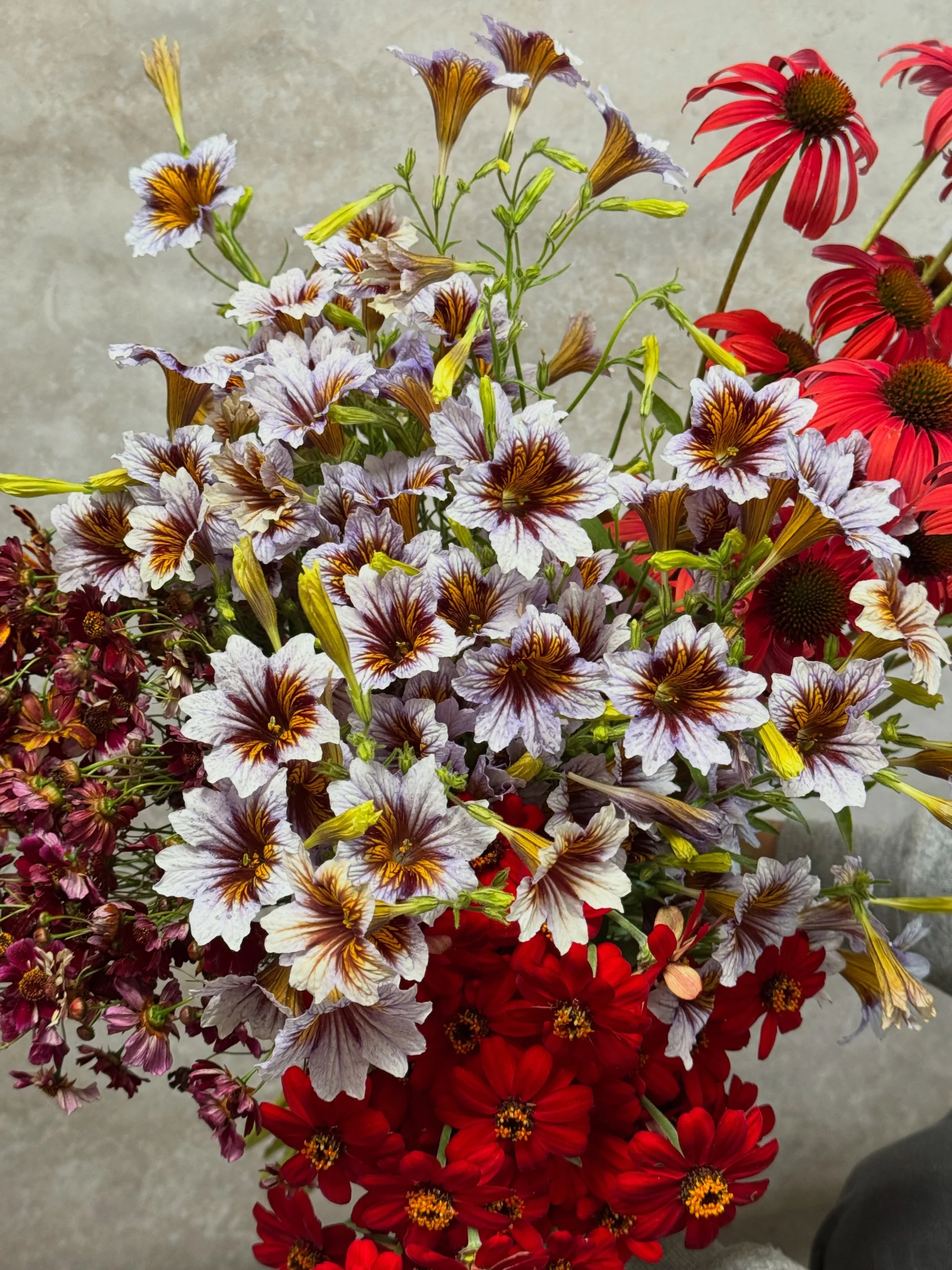 Our idea of a really great fireworks show 🎇
Happy 4th of July!

SALPIGLOSSIS sinuata Gloomy Rival - @borrowedgarden 
COREOPSIS tinctoria Romance, ECHINACEA purpurea Tomato Soup, ZINNIA x Profusion Red - @deweyfarmsflowers